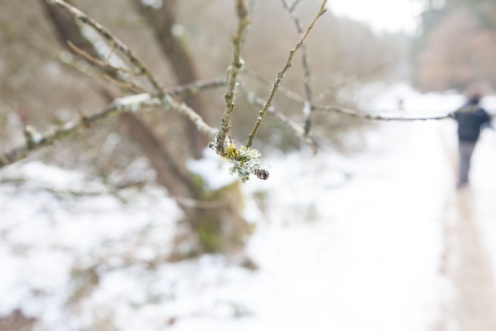 Canon EOS 5D sample photo. Winter, tree, snow photography