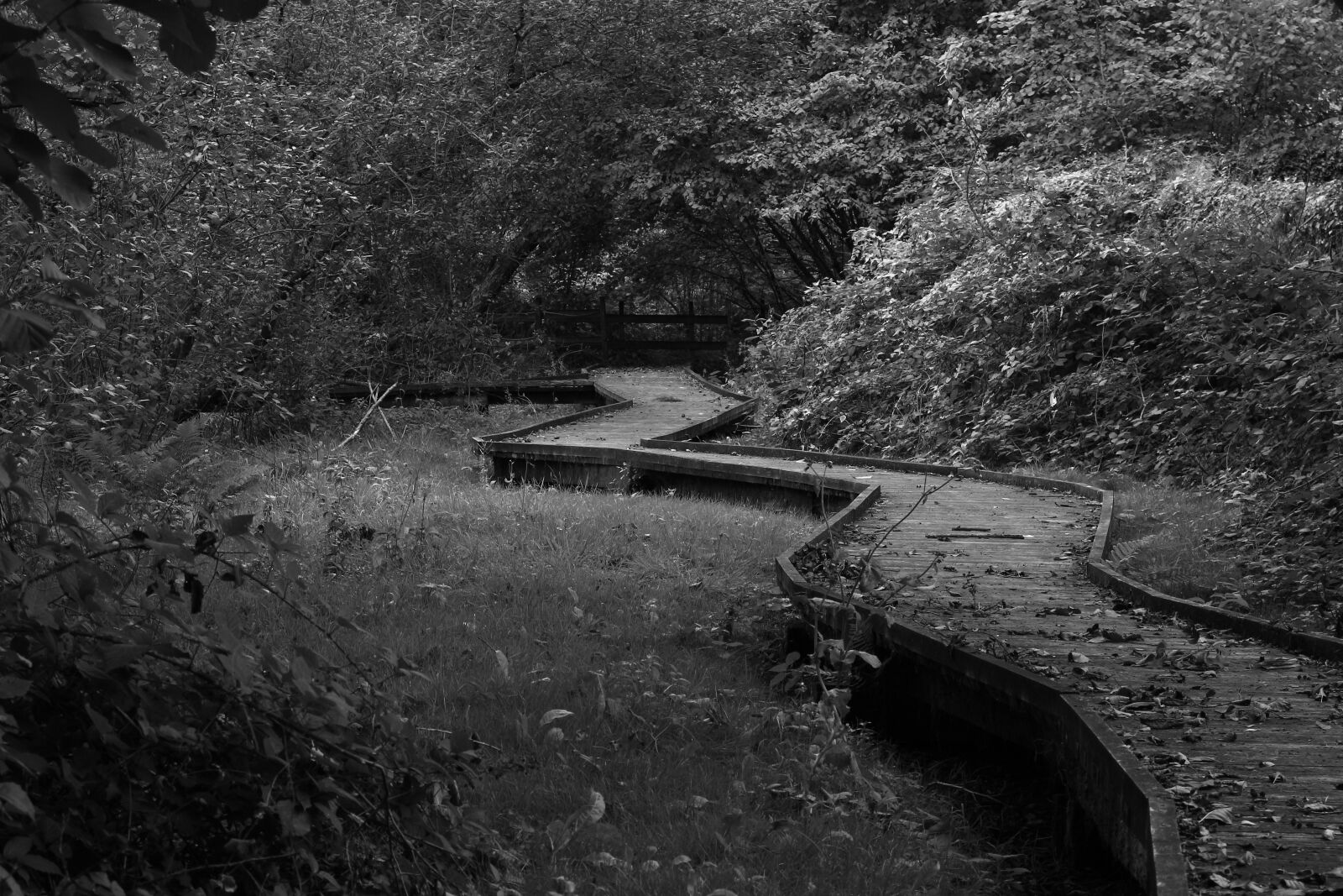 Canon EOS 100D (EOS Rebel SL1 / EOS Kiss X7) sample photo. Black and white, gateways photography