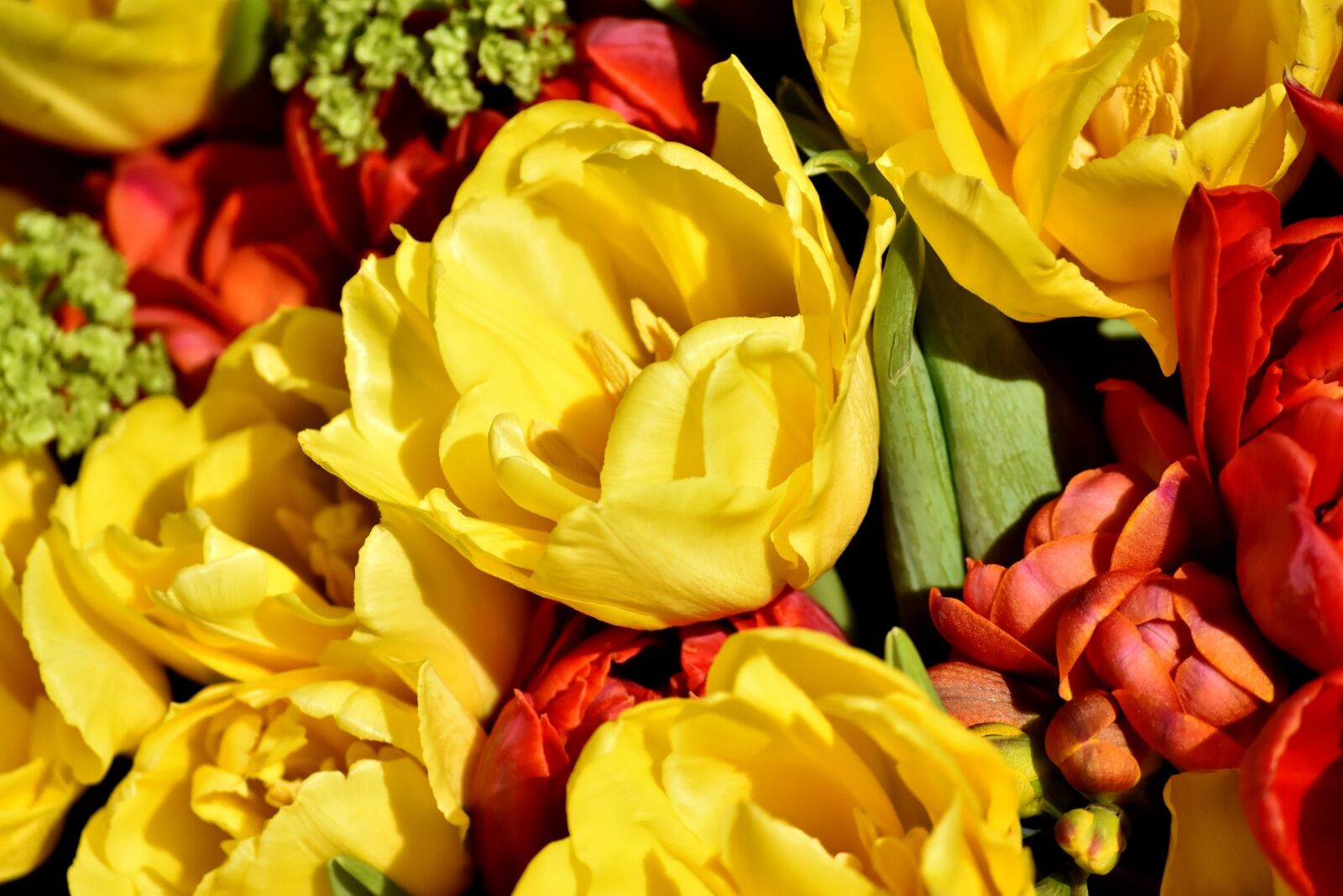 Nikon D7200 sample photo. Flowers, spring, colorful photography