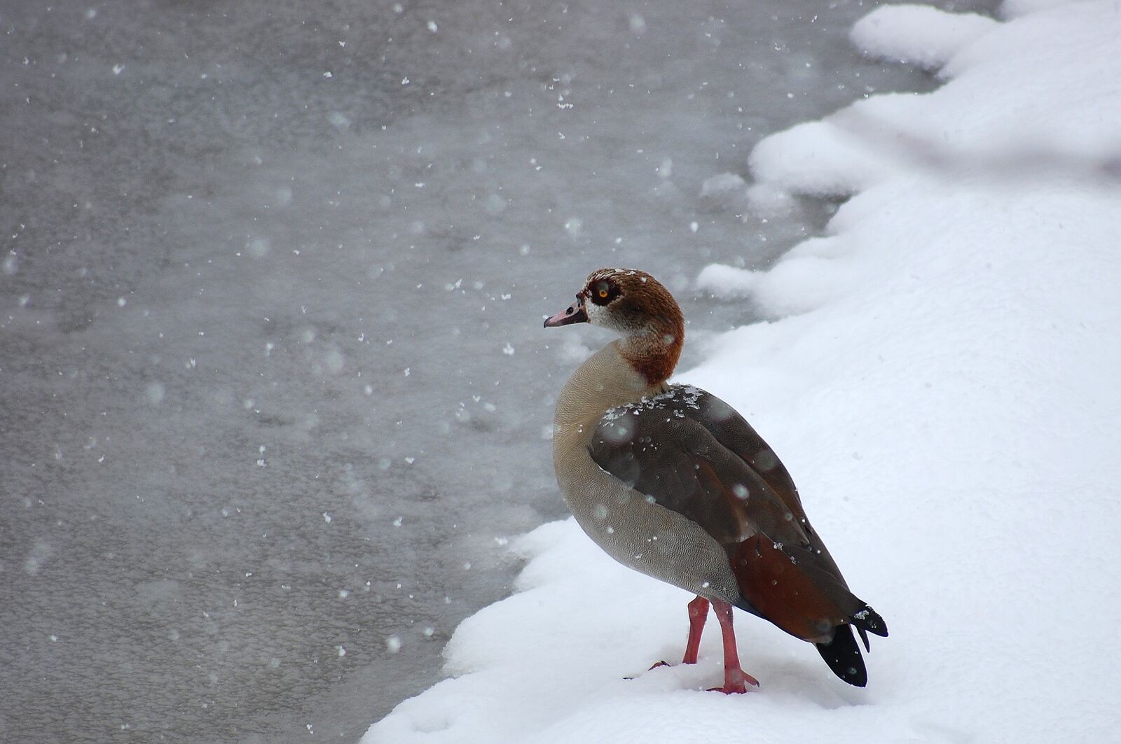 Nikon D40 sample photo. Goose, bird, snow photography