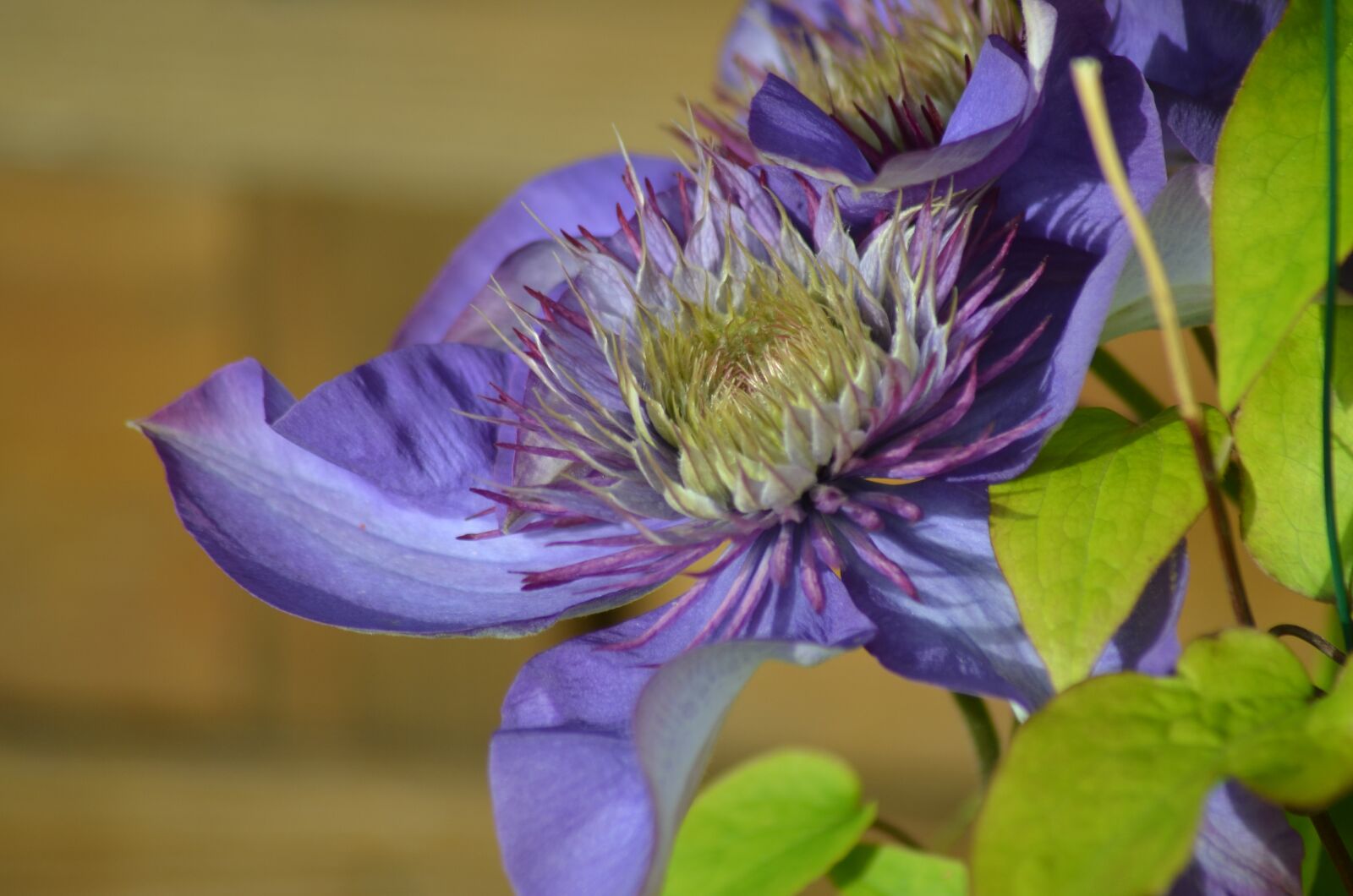 Nikon D5100 sample photo. Clematis, flowers, purple flowers photography