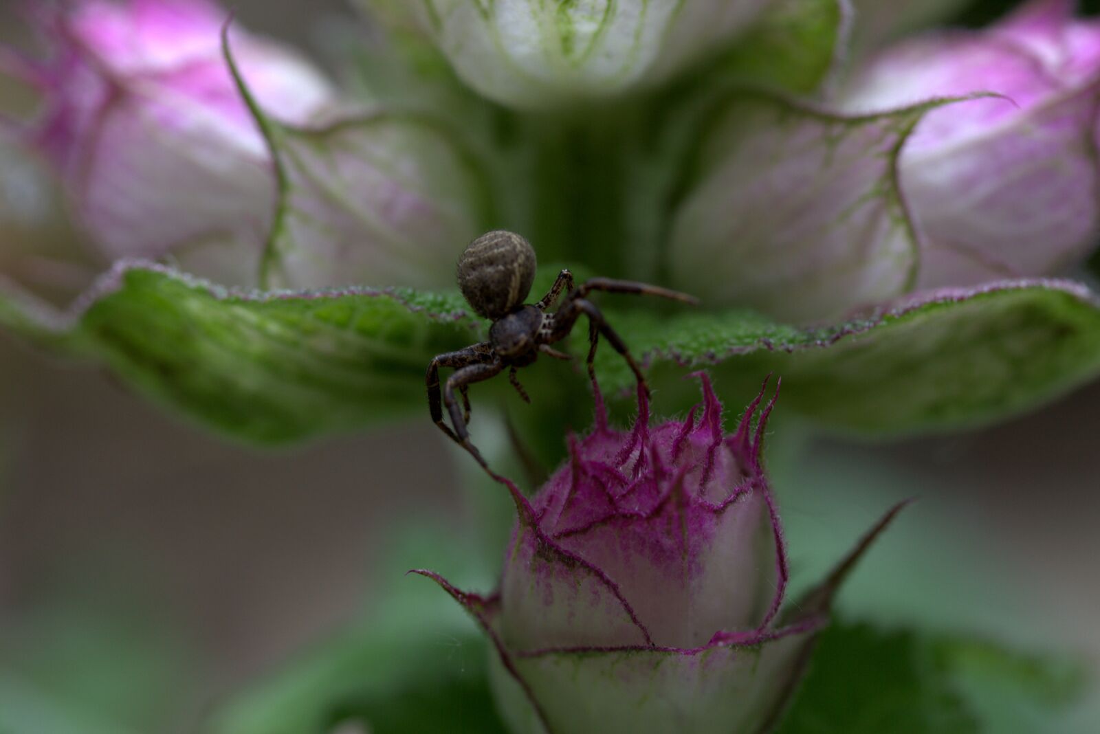 Canon EF-S 60mm F2.8 Macro USM sample photo. Spider, black, flower photography