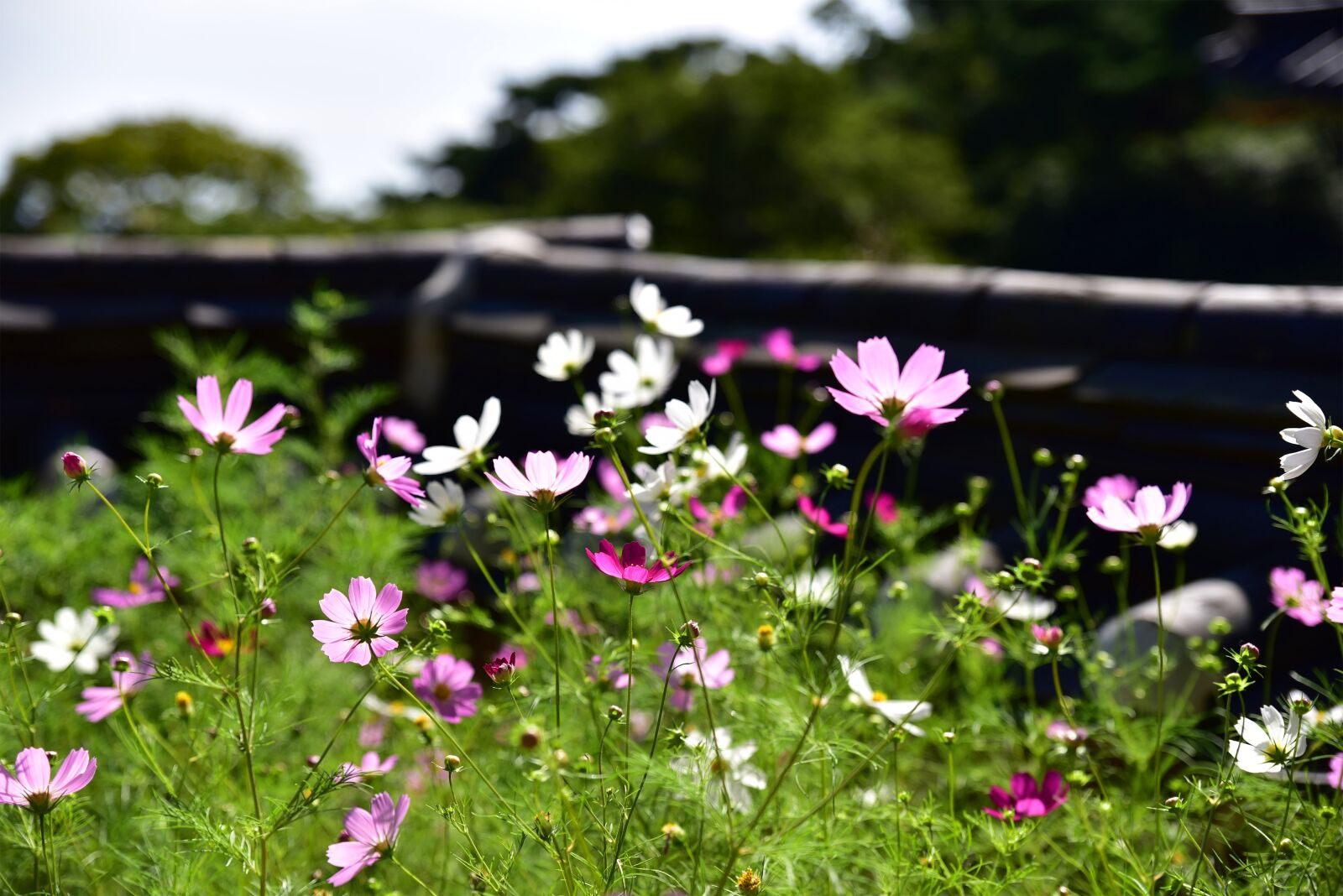 Nikon D750 sample photo. Temple, korea, incheon photography