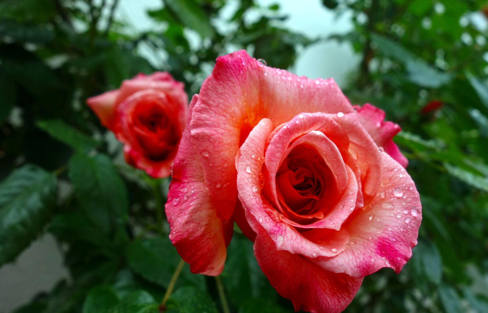 Sony Cyber-shot DSC-RX100 sample photo. Rose, flower, blossom photography