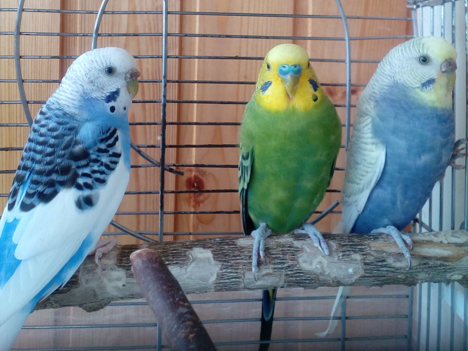 ZTE BLADE A510 sample photo. Cage, parakeet, parrots, pets photography
