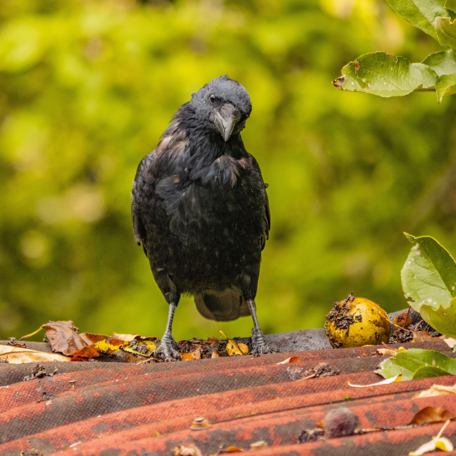 LUMIX G VARIO 100-300/F4.0-5.6II sample photo. Bird, raven bird, plumage photography