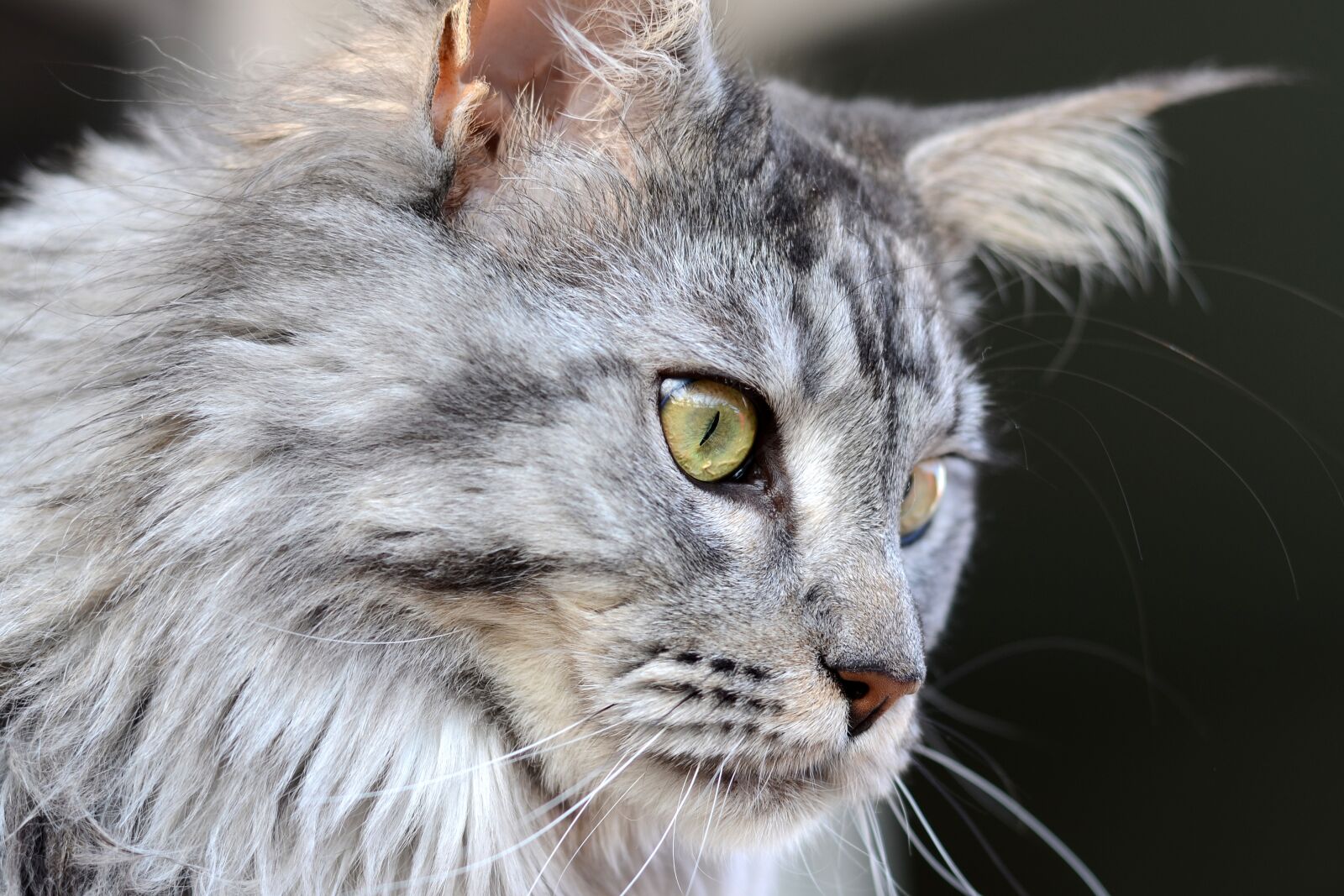 Nikon D7000 sample photo. Cat, animal, cat's eyes photography