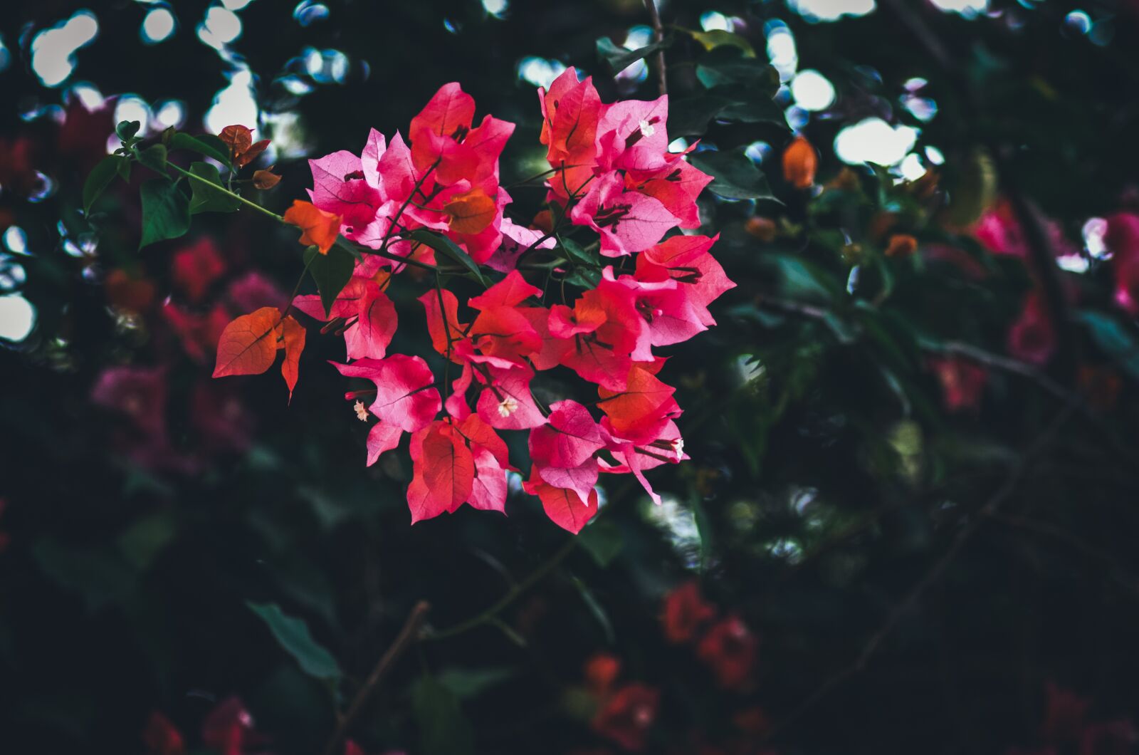 Nikon D5100 sample photo. Flower, pink, red photography