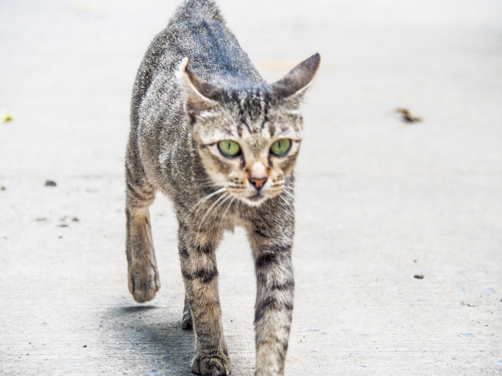 Olympus OM-D E-M10 II sample photo. Animal, animal, photography, cat photography