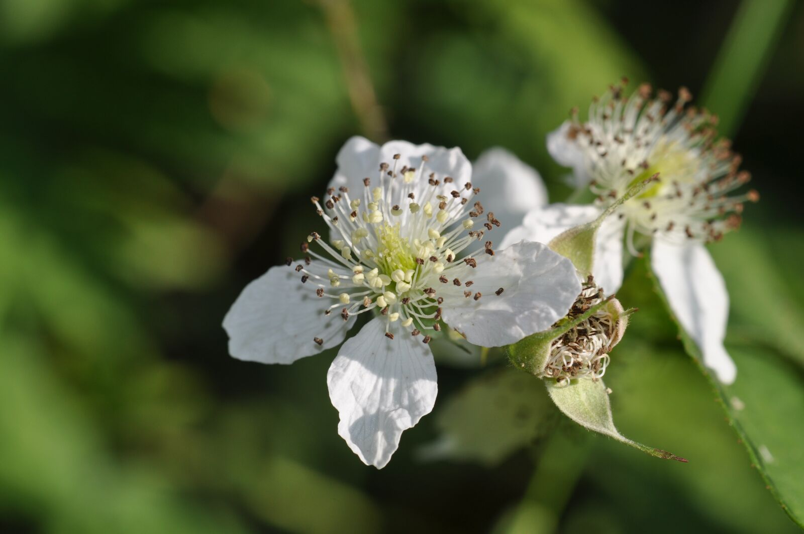 Nikon D5000 sample photo. Burr, flower, nature photography