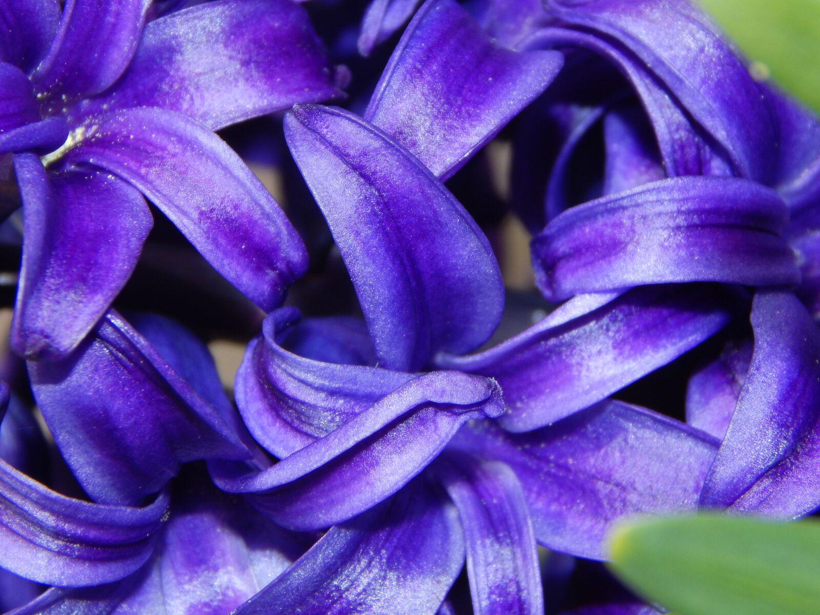 Nikon Coolpix L830 sample photo. Hyacinth, spring, spring greetings photography