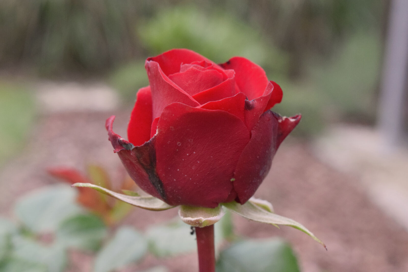 Nikon D3300 sample photo. Blossom, red, rose, rose photography