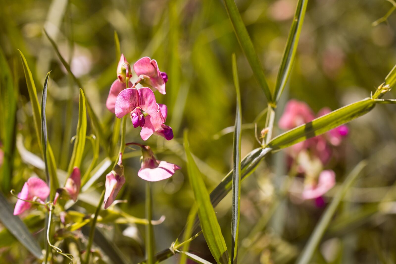 Nikon D7100 sample photo. Tuberous lathyrus, lathyrus tuberosus photography