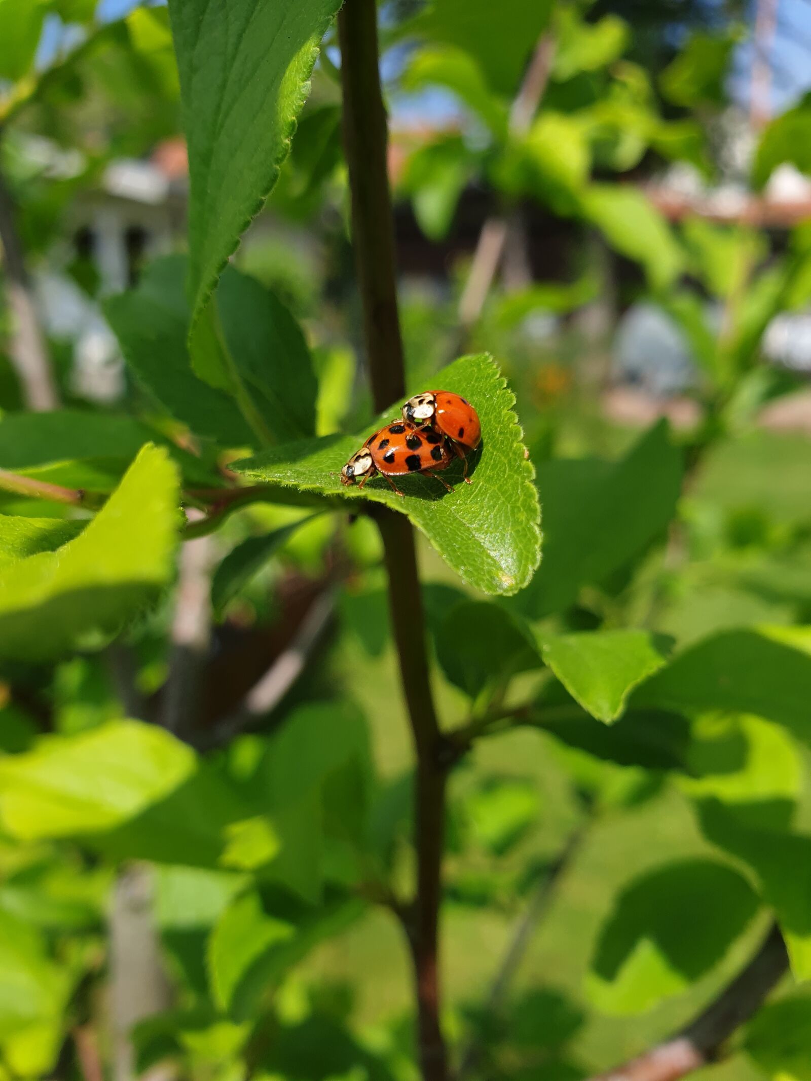 Samsung Galaxy S9 sample photo. Ladybug, leaf, nature photography