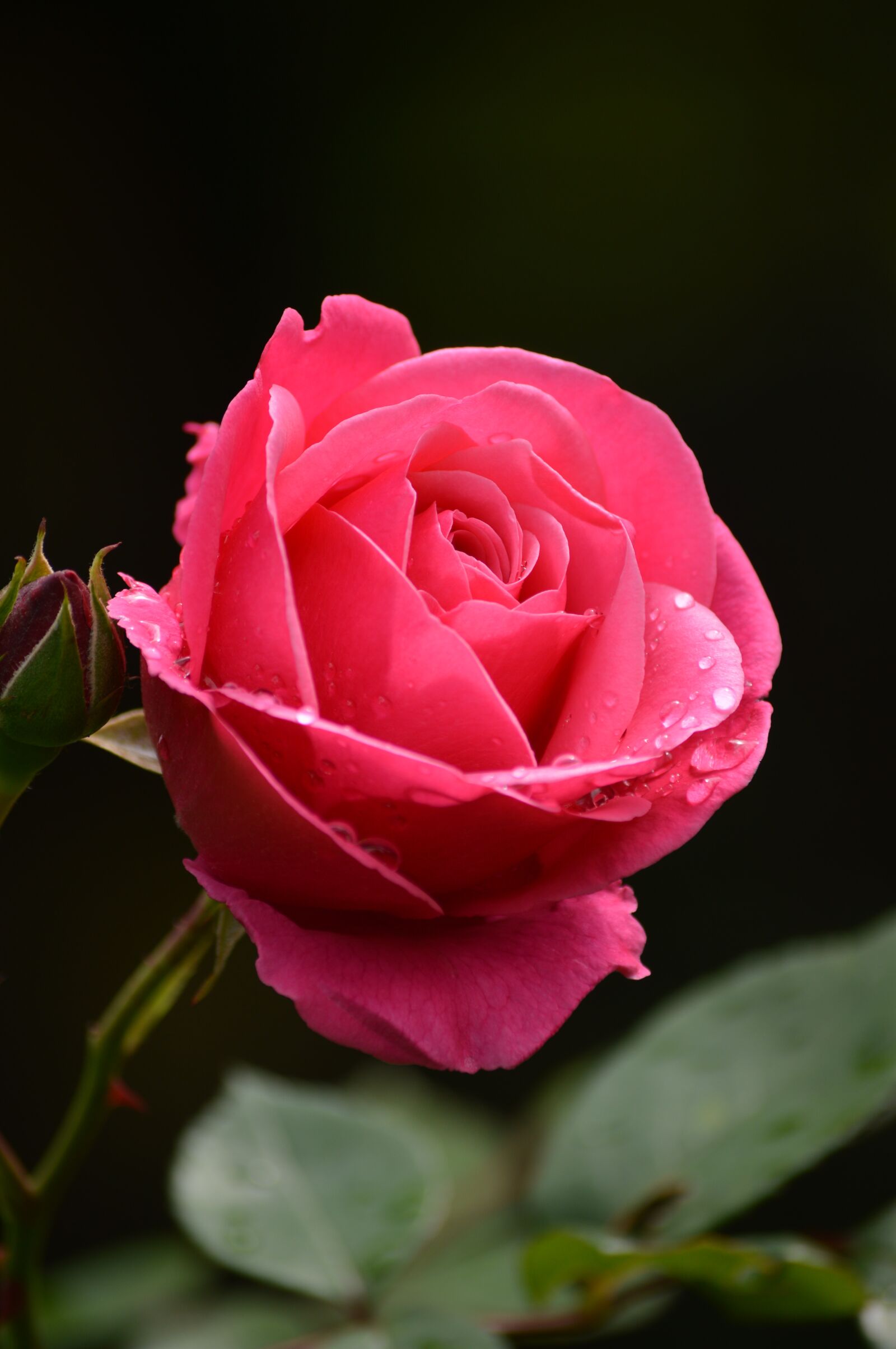 Nikon D3200 sample photo. Rose, rain, drops photography