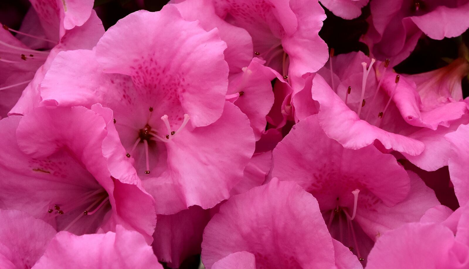 Nikon D7200 sample photo. Flowers, pink, spring photography
