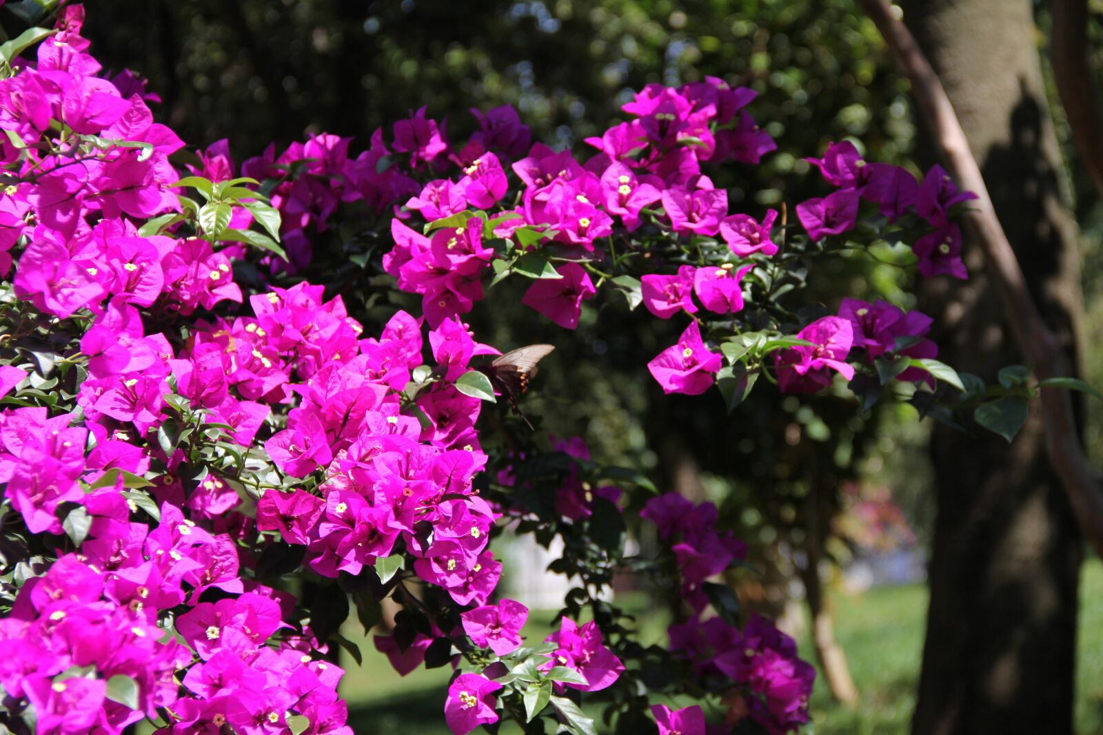 Canon EF-S 18-135mm F3.5-5.6 IS sample photo. In yunnan province, flowers photography