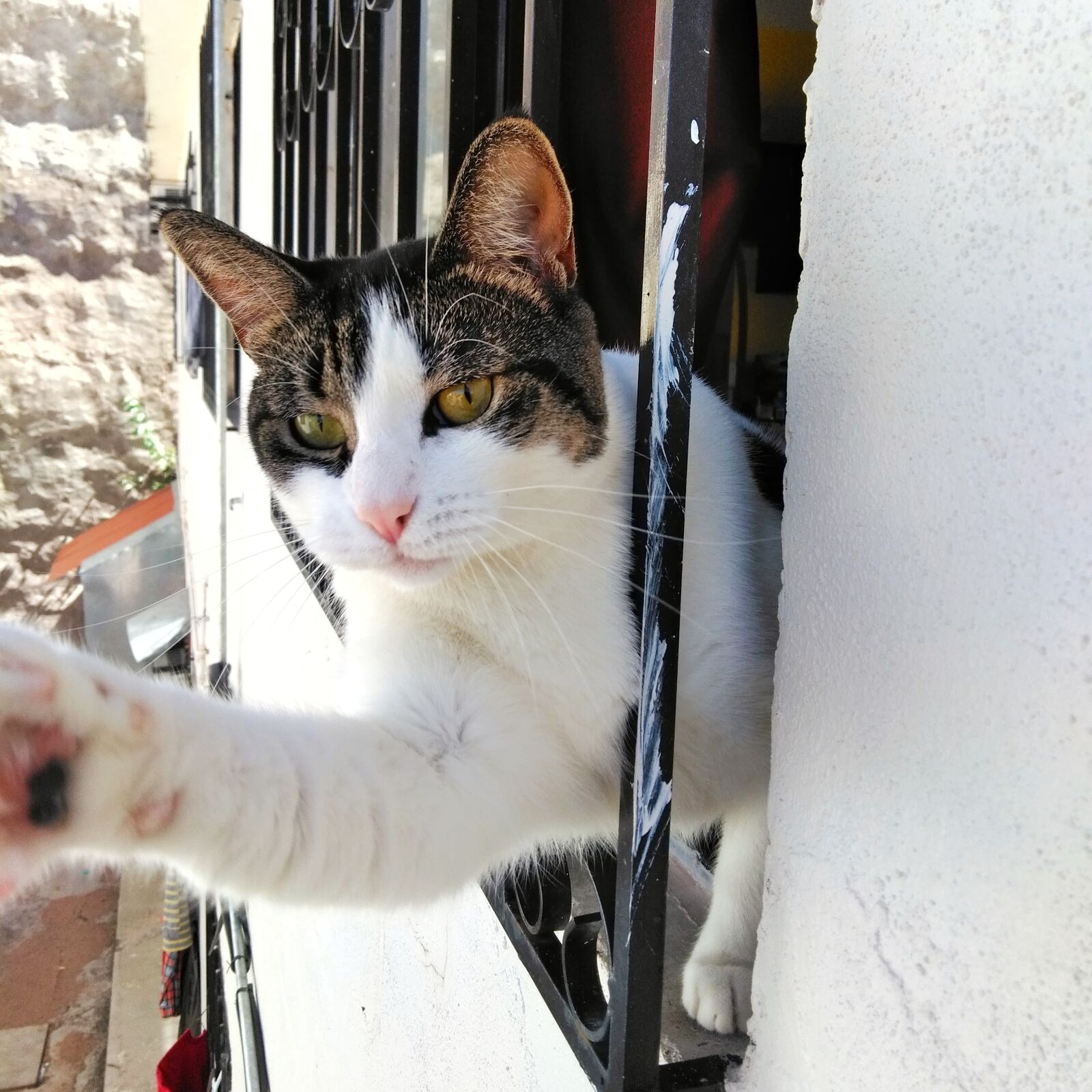 QCOM-AA QCAM-AA sample photo. Cat, window, house cat photography