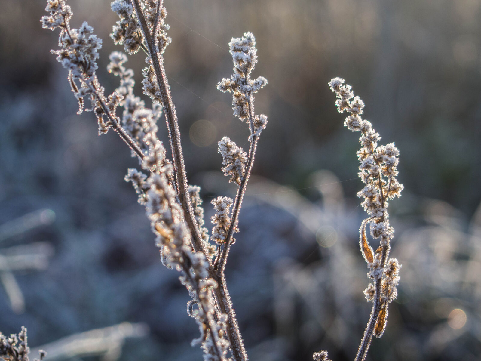 Olympus PEN E-PL5 sample photo. Nature, theme, good, morning photography