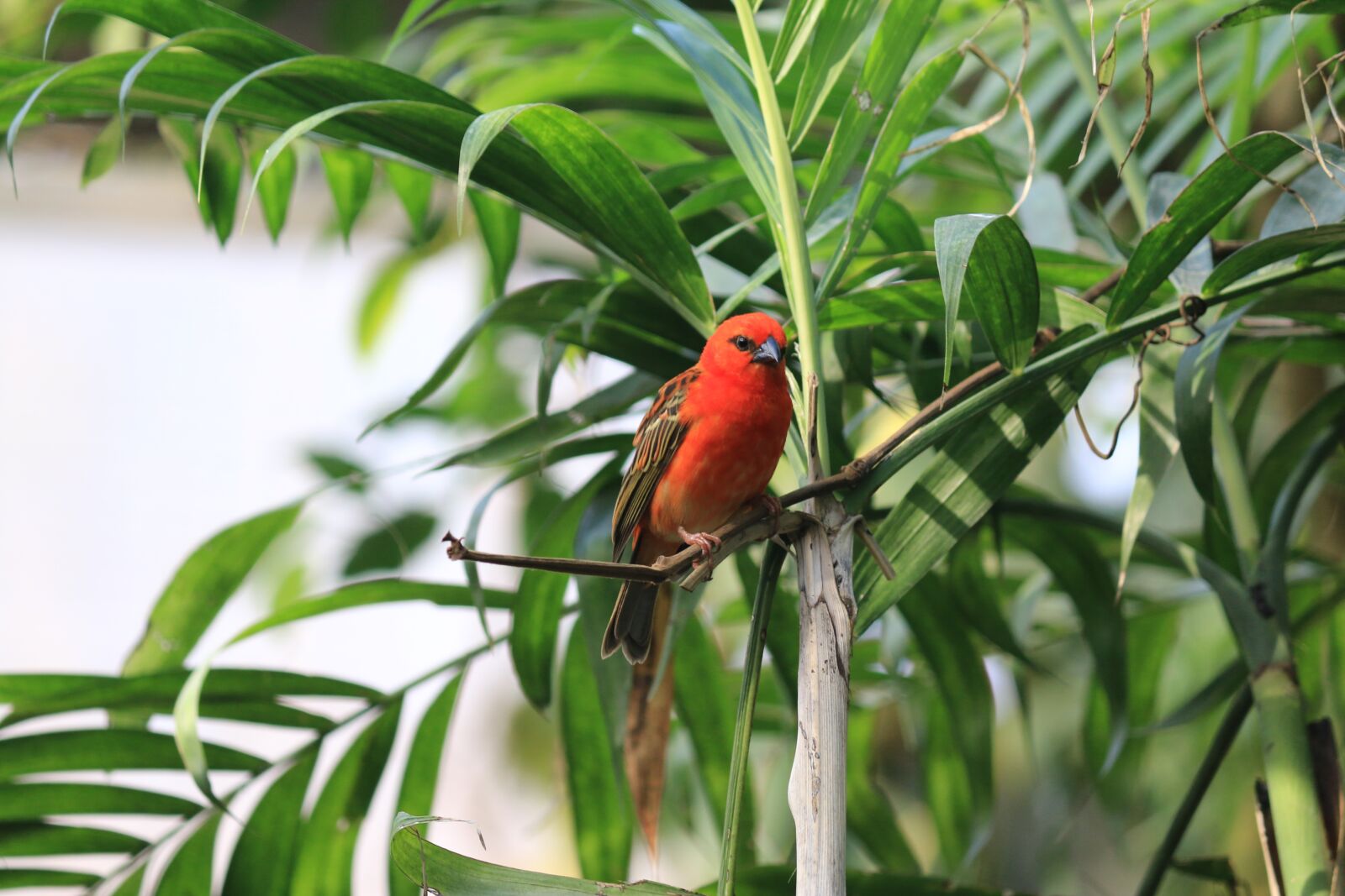 Canon EOS 70D sample photo. Bird, feathers, little bird photography