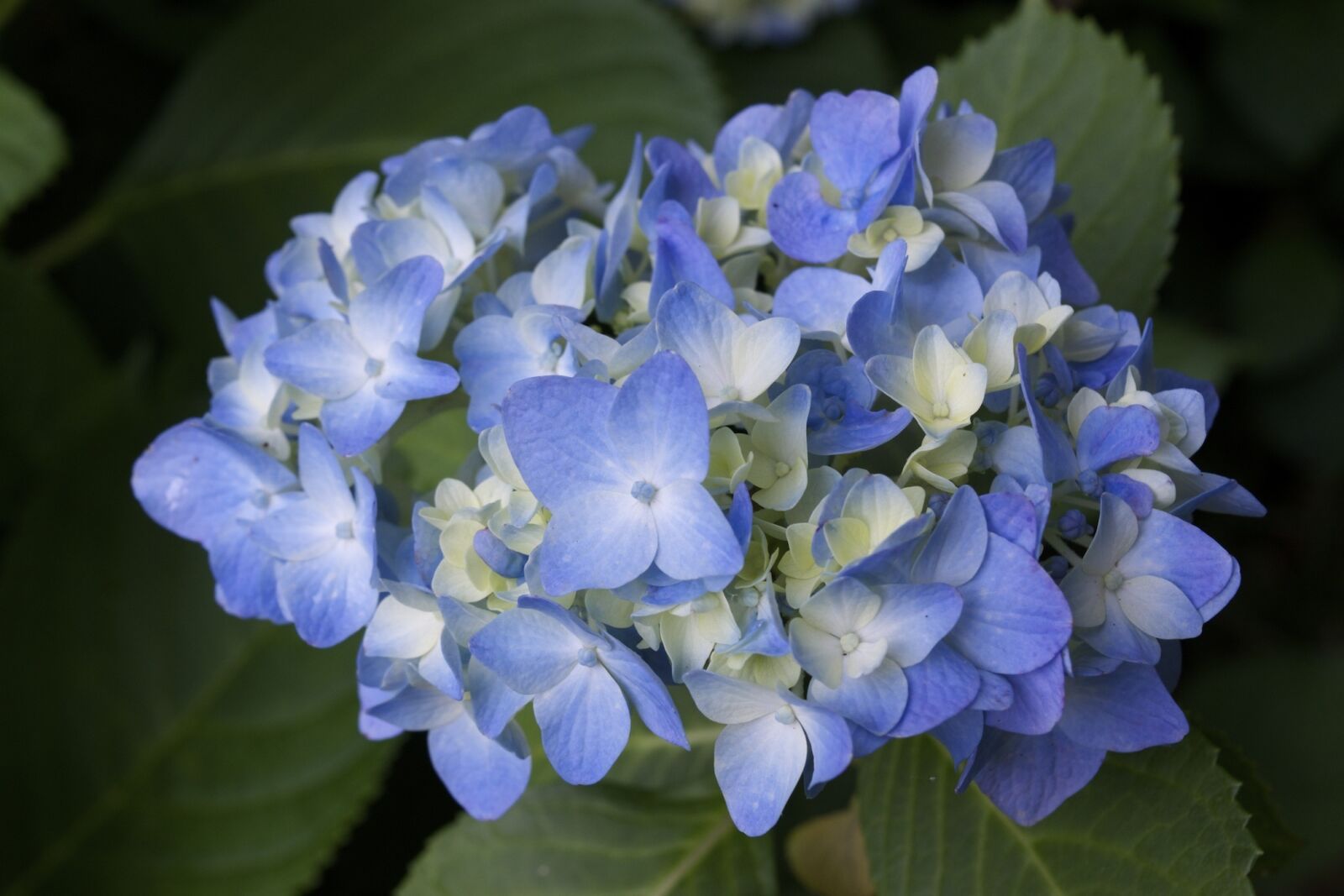 Nikon D3300 sample photo. Hydrangea, flower, botanical photography