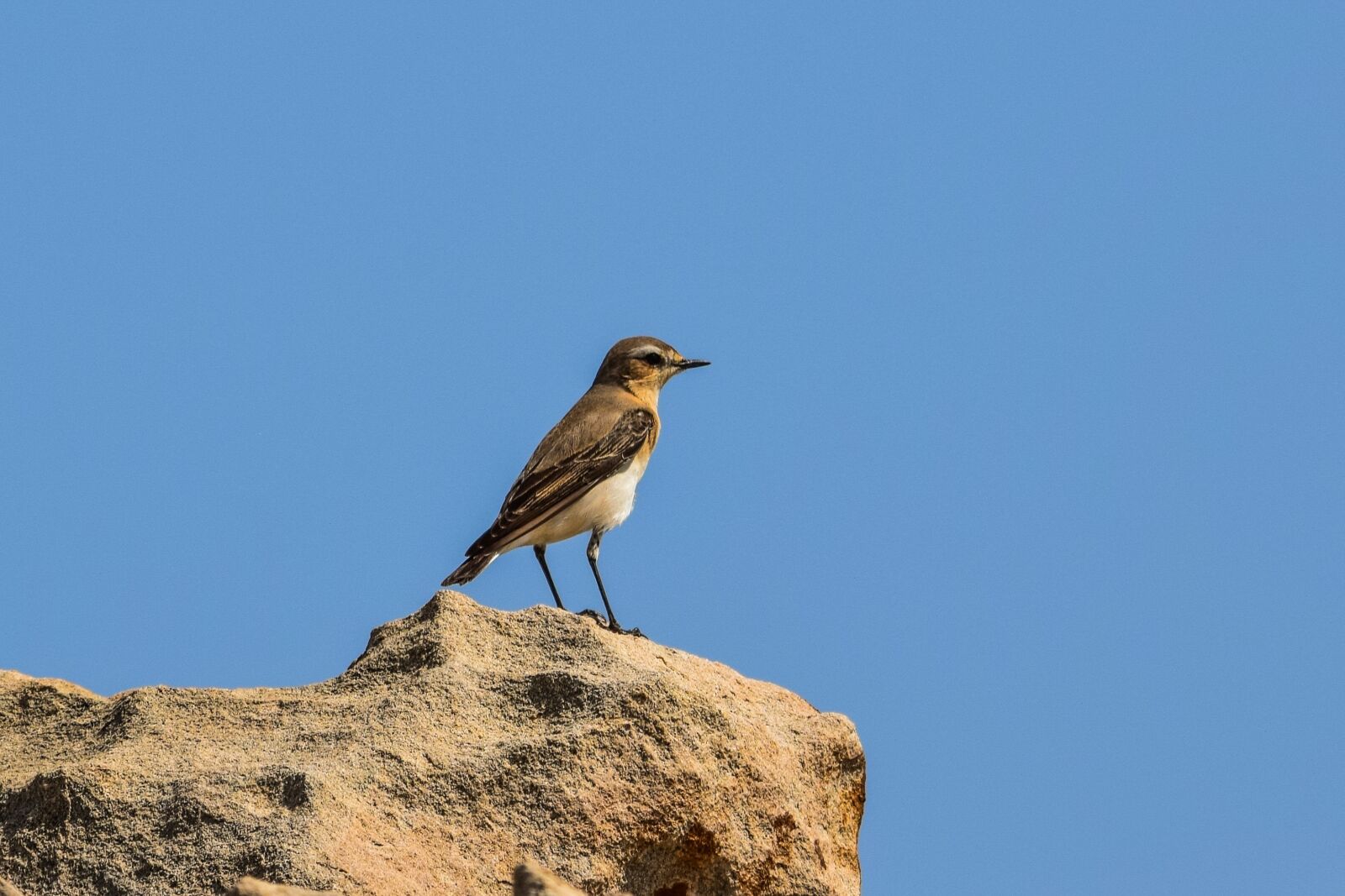 Nikon D3300 sample photo. Nature, bird, wildlife photography