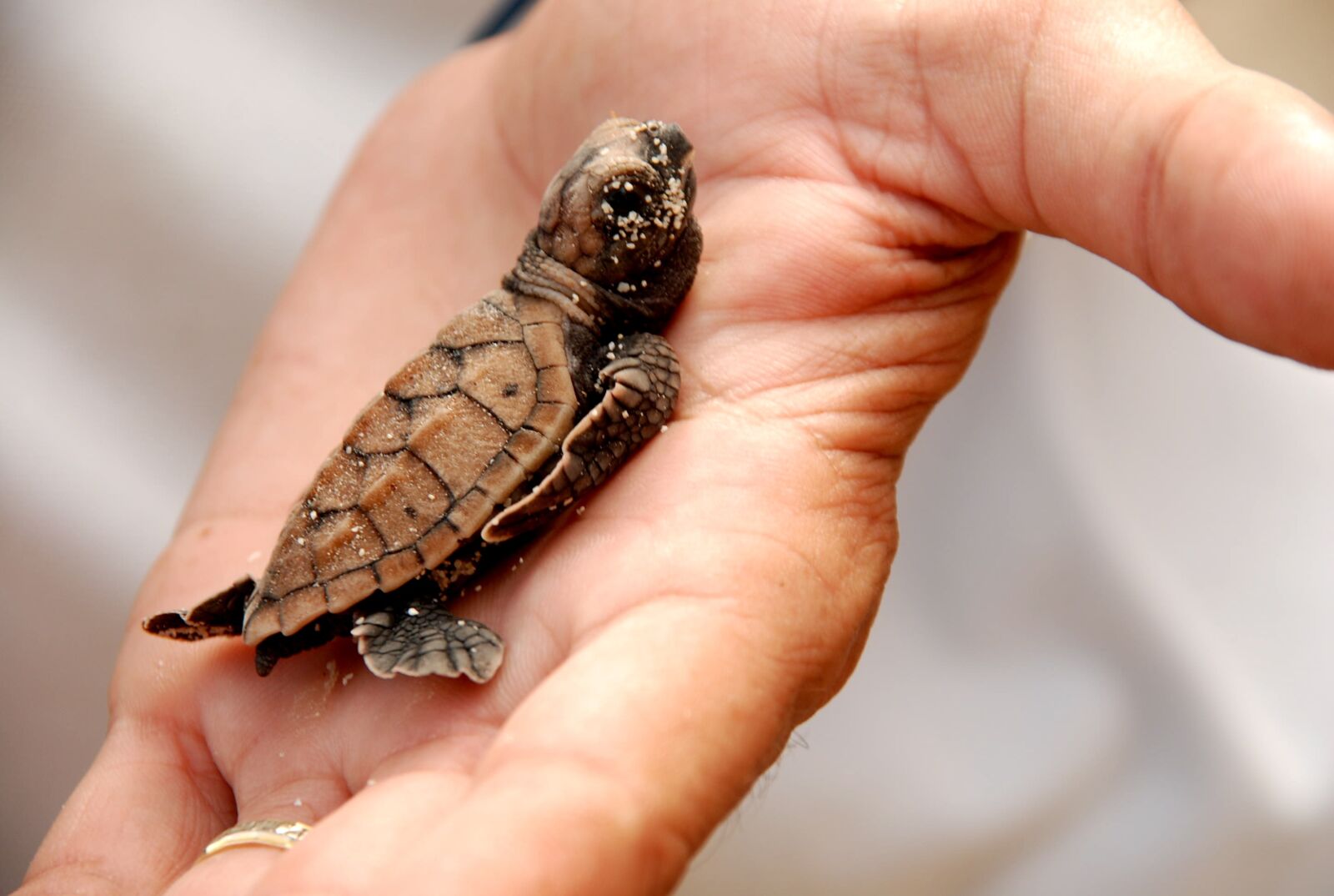 Nikon D80 sample photo. Turtle, animals, carapace photography