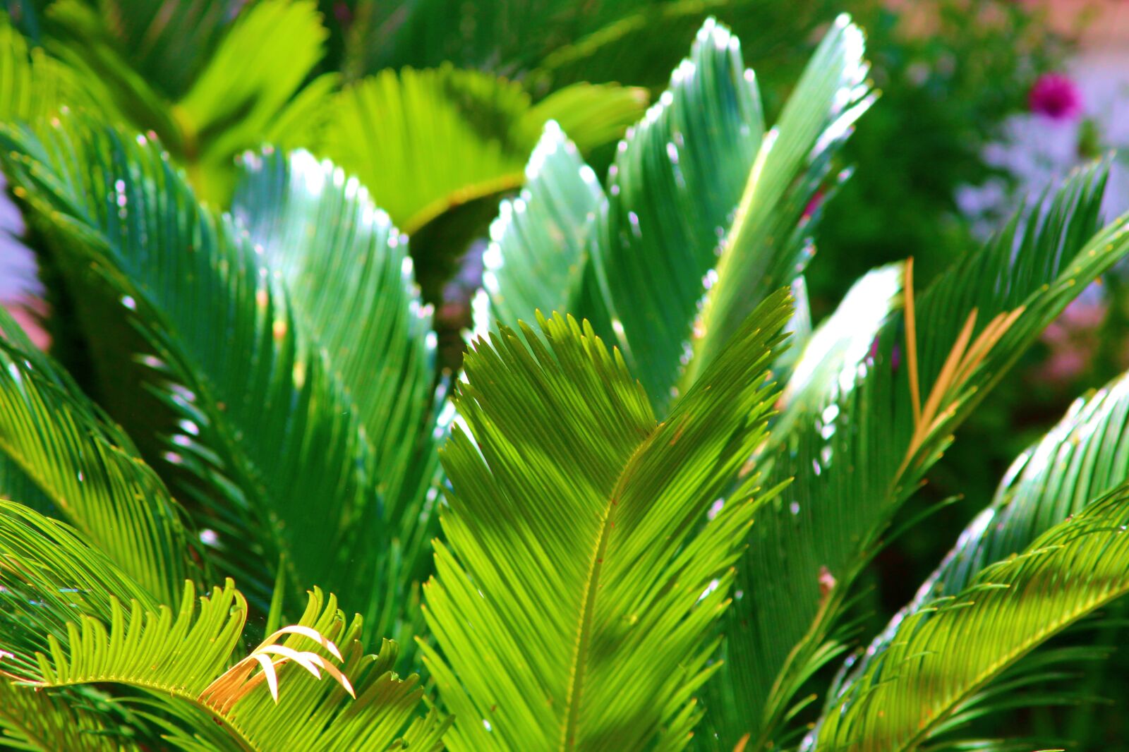 Canon EF 28-135mm F3.5-5.6 IS USM sample photo. Green, nature, forest photography