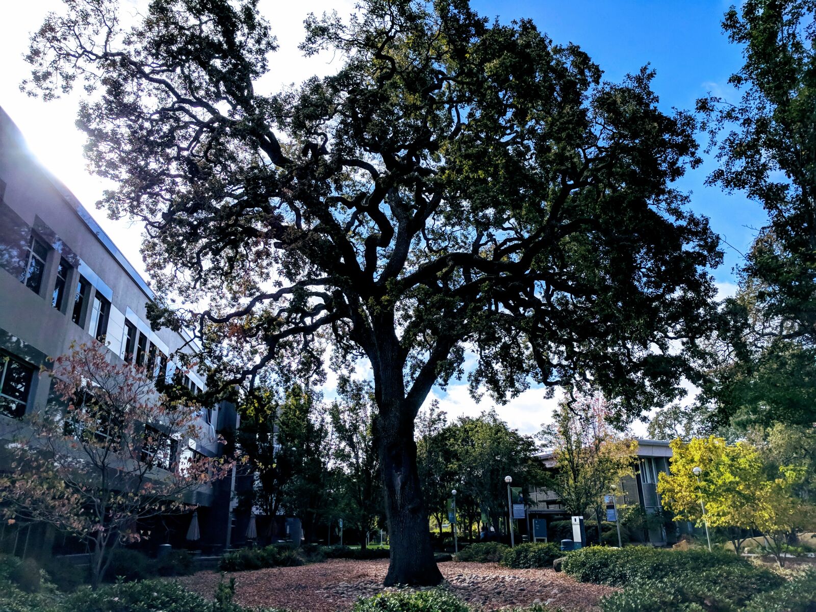 Google Pixel XL sample photo. Oak, tree photography