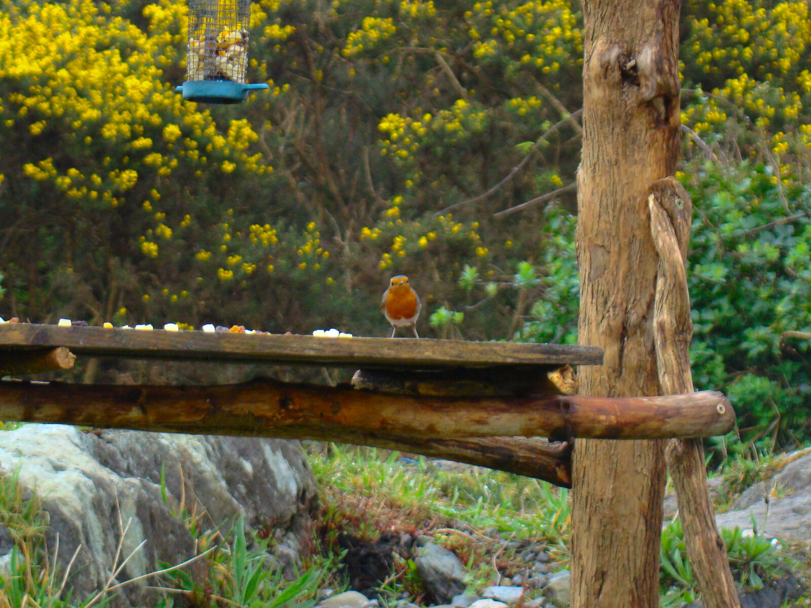 Sony Cyber-shot DSC-H50 sample photo. Bird, birdtable, garden, bird photography