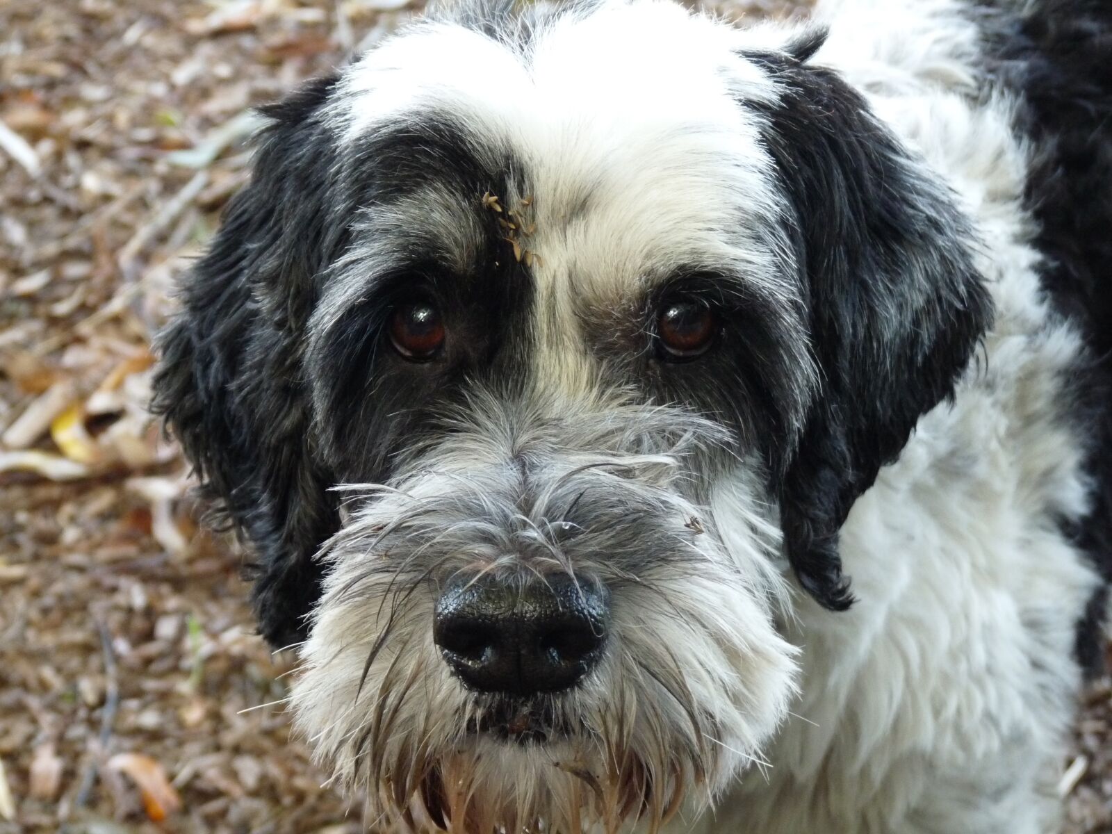 Panasonic Lumix DMC-FZ28 sample photo. Dog, nature, autumn photography
