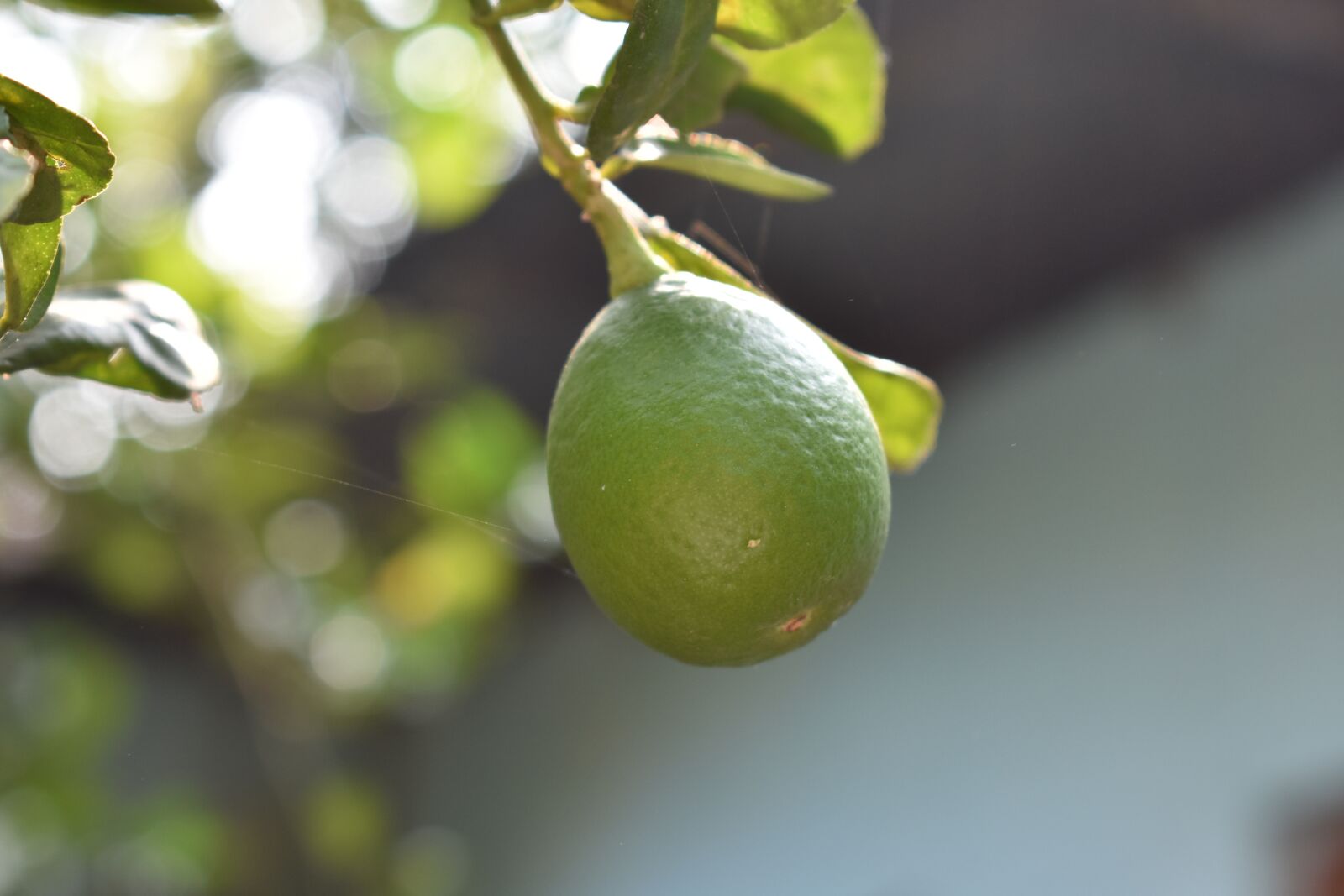 Nikon D3400 sample photo. Lemon, fruit, nature photography