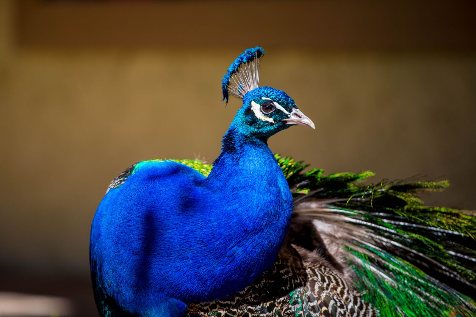 Canon EOS 6D Mark II + Canon EF 70-200mm F4L IS USM sample photo. Peacock, peacock blue photography