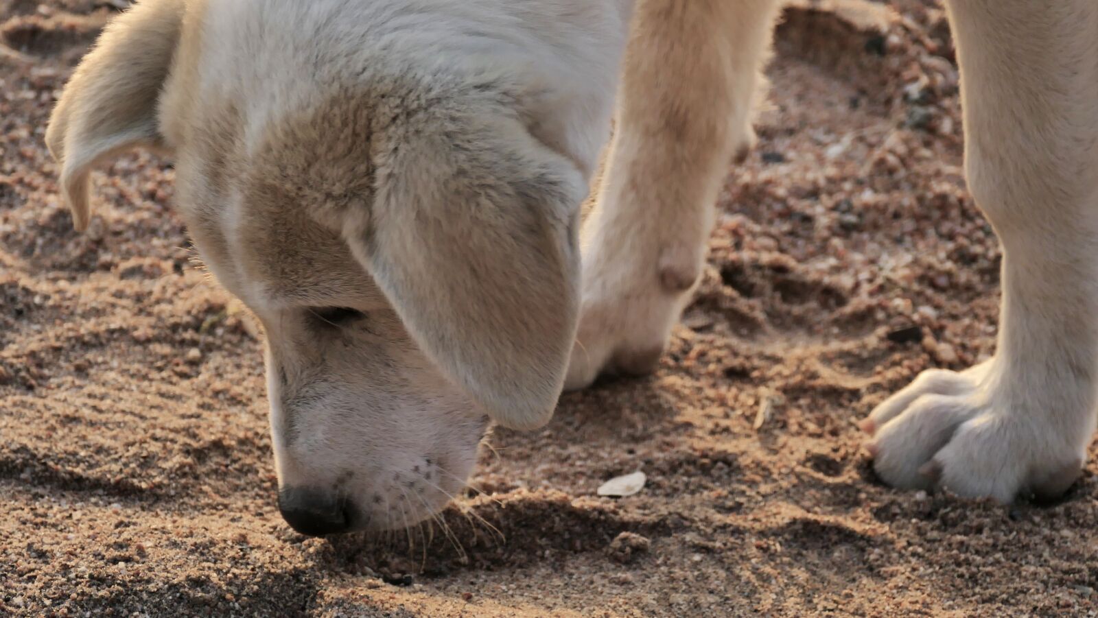 Panasonic Lumix DMC-FZ1000 sample photo. White dog, dog, dog photography