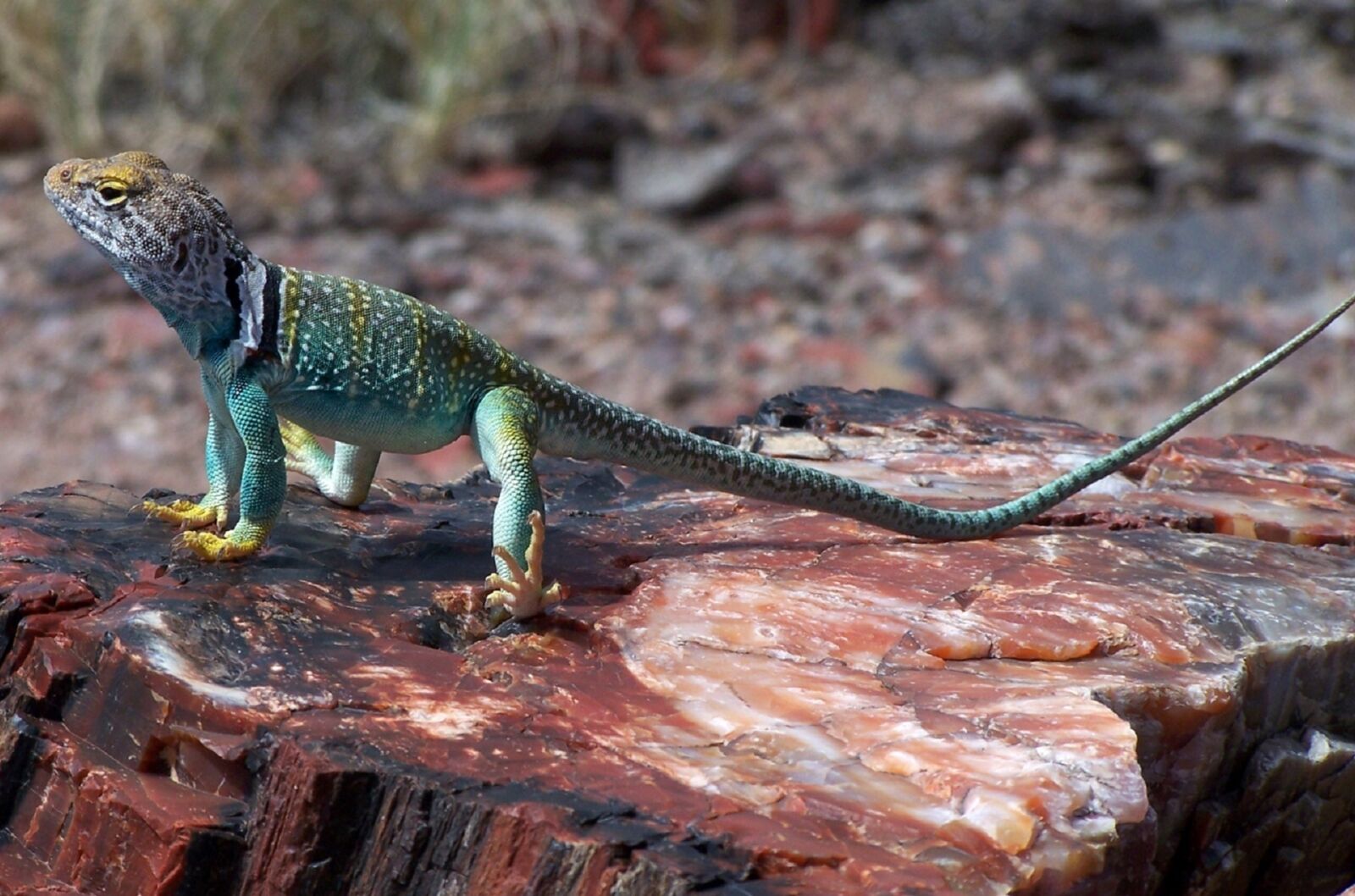 Kodak DX7590 ZOOM DIGITAL CAMERA sample photo. Collared lizard, reptile, portrait photography