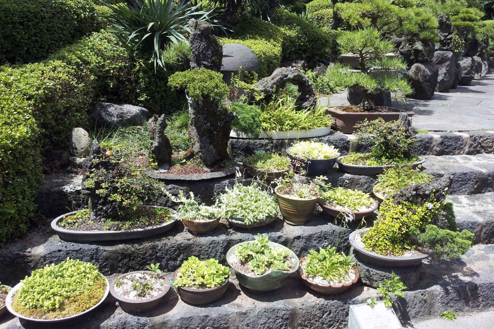 Samsung Galaxy S2 sample photo. Bonsai, jeju island bonsai photography