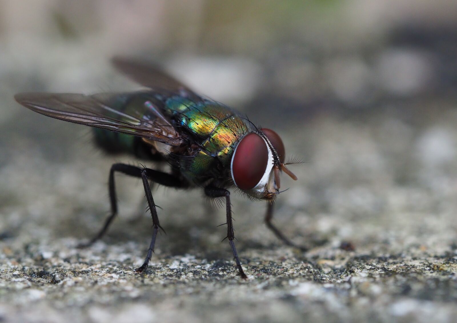 Olympus OM-D E-M10 III sample photo. Fly, flies, insect photography
