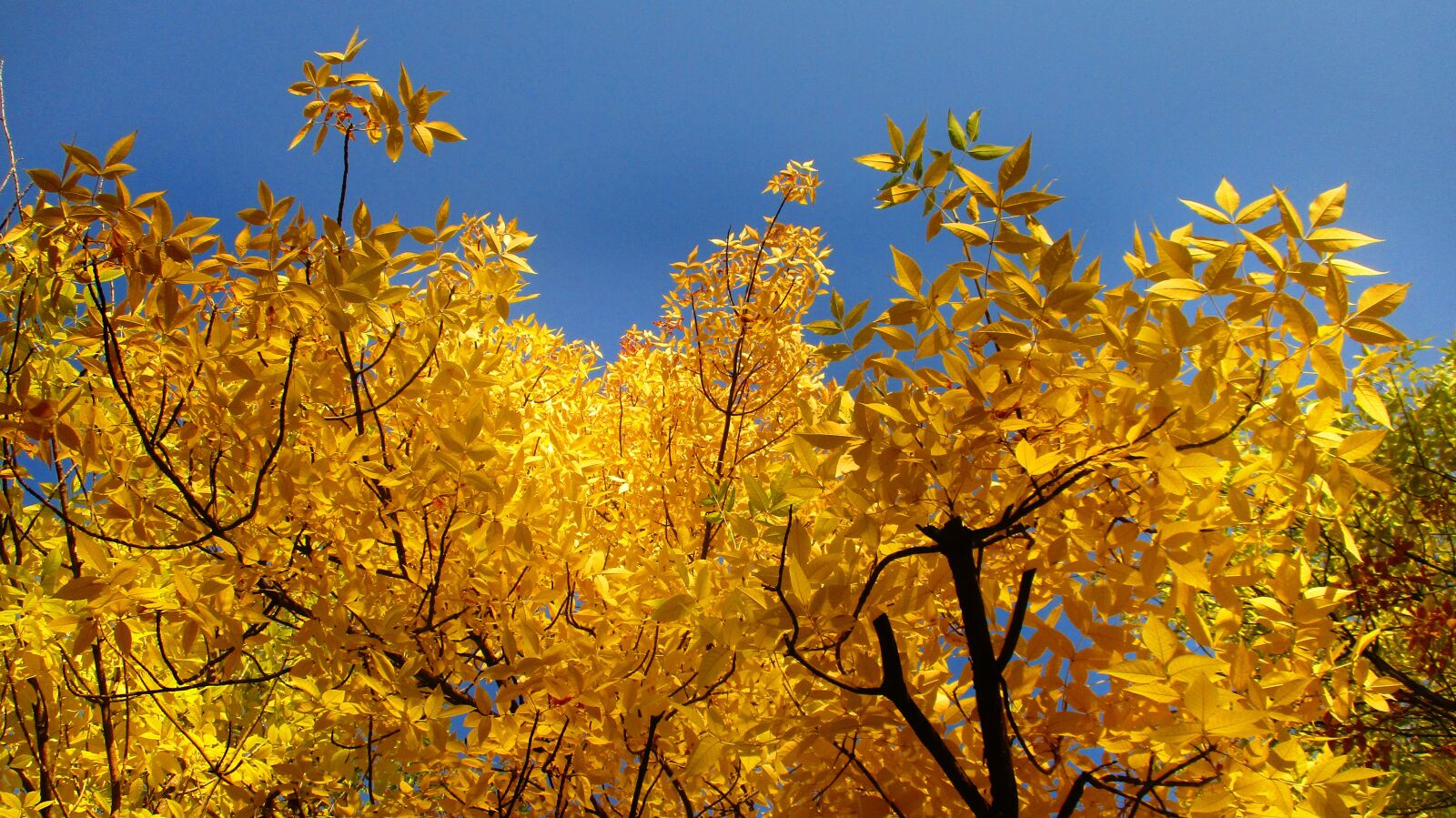 Canon IXUS 185 sample photo. Leaves, trees, crown photography