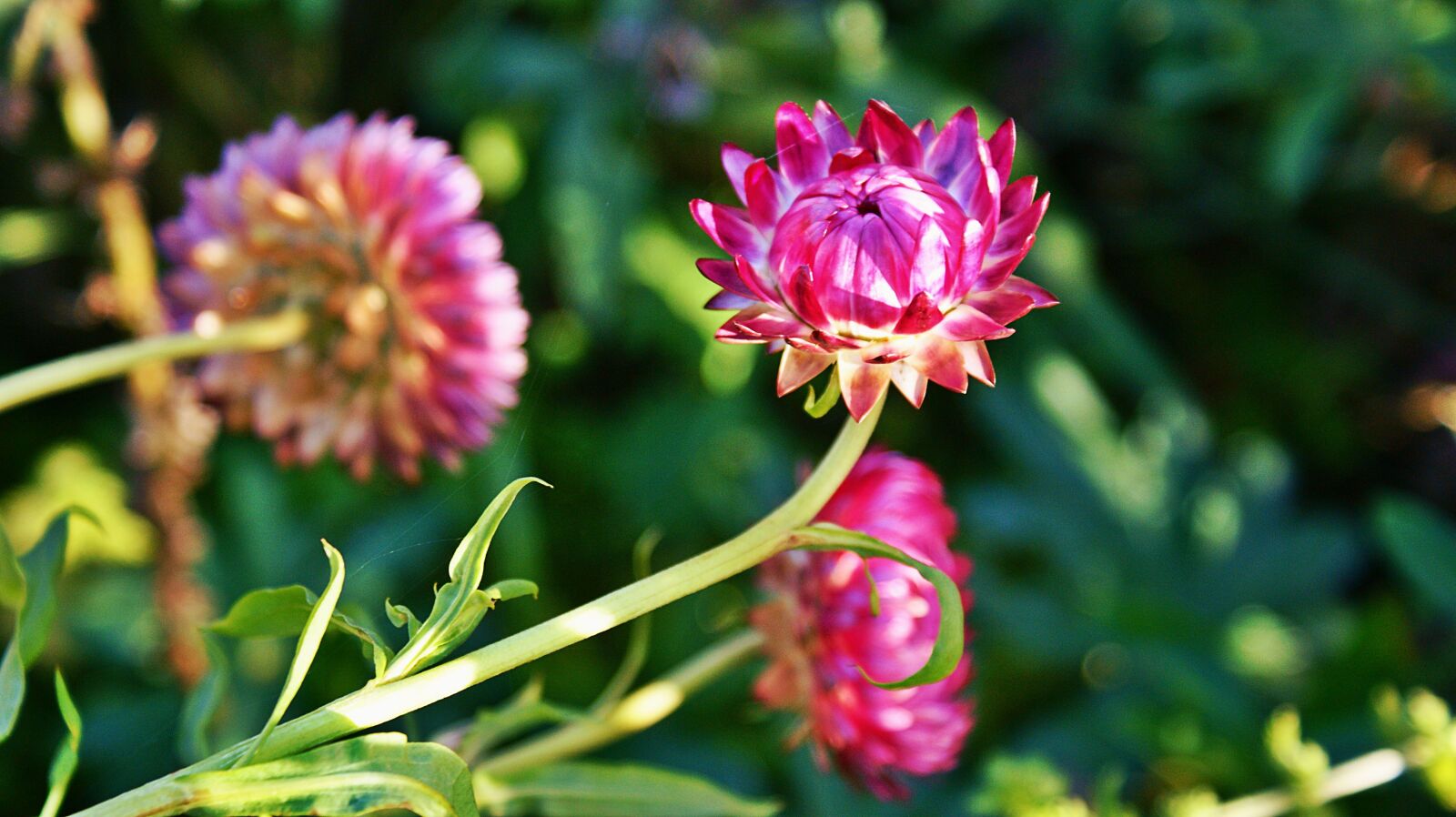 Sony Alpha DSLR-A350 sample photo. Dry flower, flowers, pink photography
