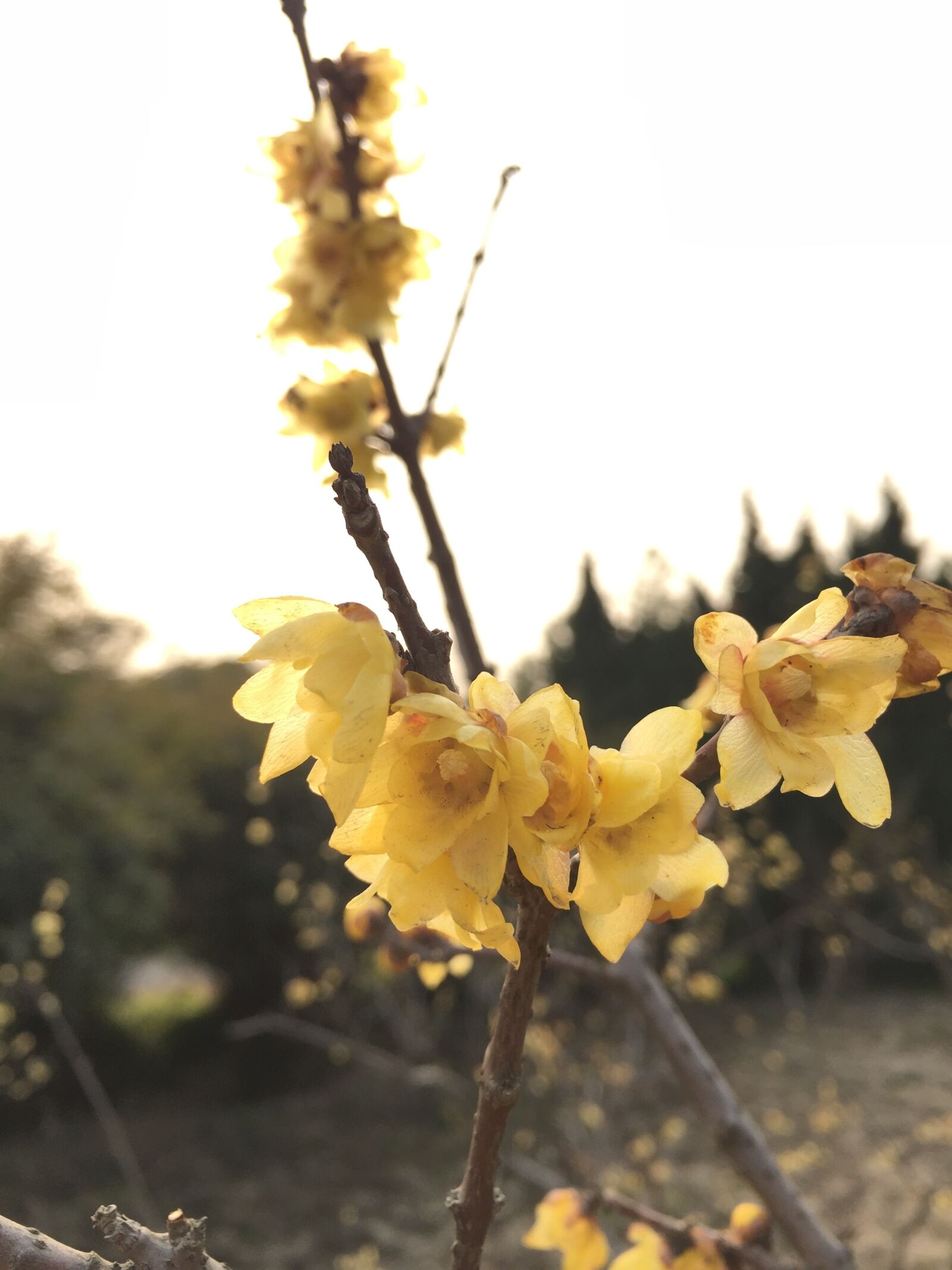 Apple iPhone 6 sample photo. Chimonanthus praecox, backlighting, permeability photography