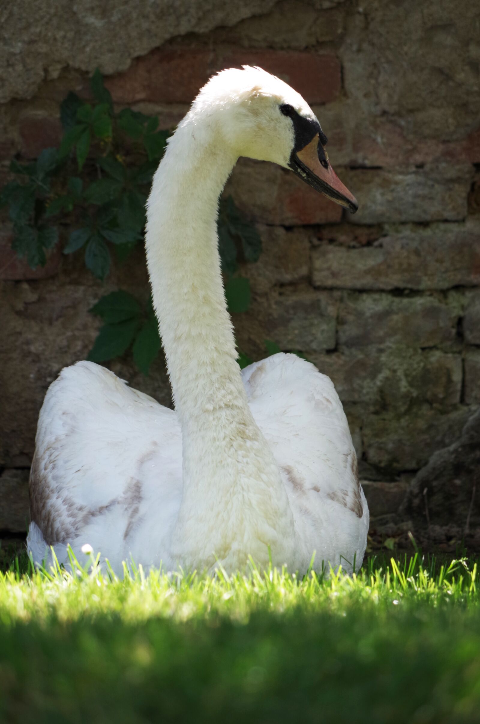 Pentax K-500 sample photo. Swan, bird, white photography