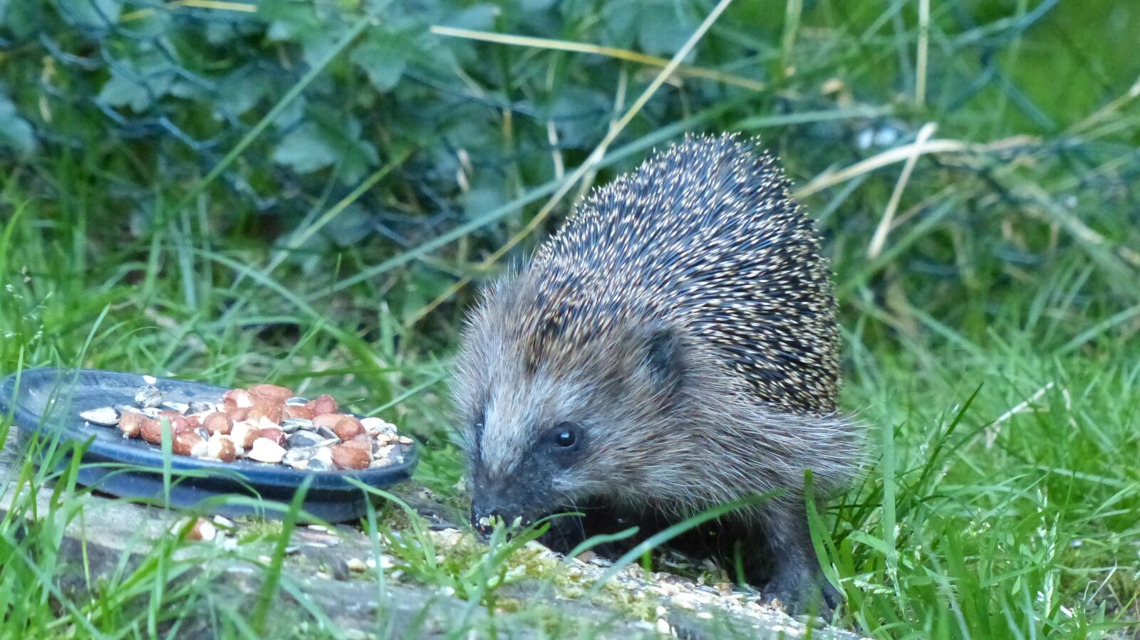 Panasonic Lumix DMC-FZ200 sample photo. Igel, hedgehog, natur photography