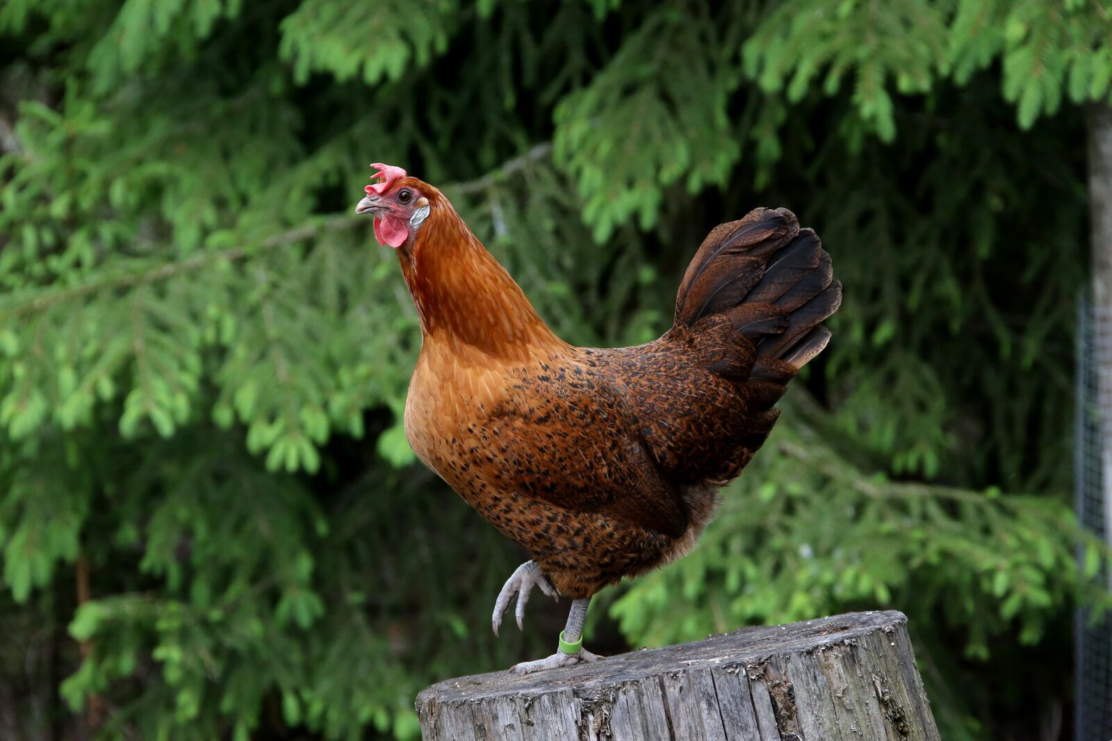 Canon EOS 6D + Canon EF 28-300mm F3.5-5.6L IS USM sample photo. Chicken, poultry, bird photography