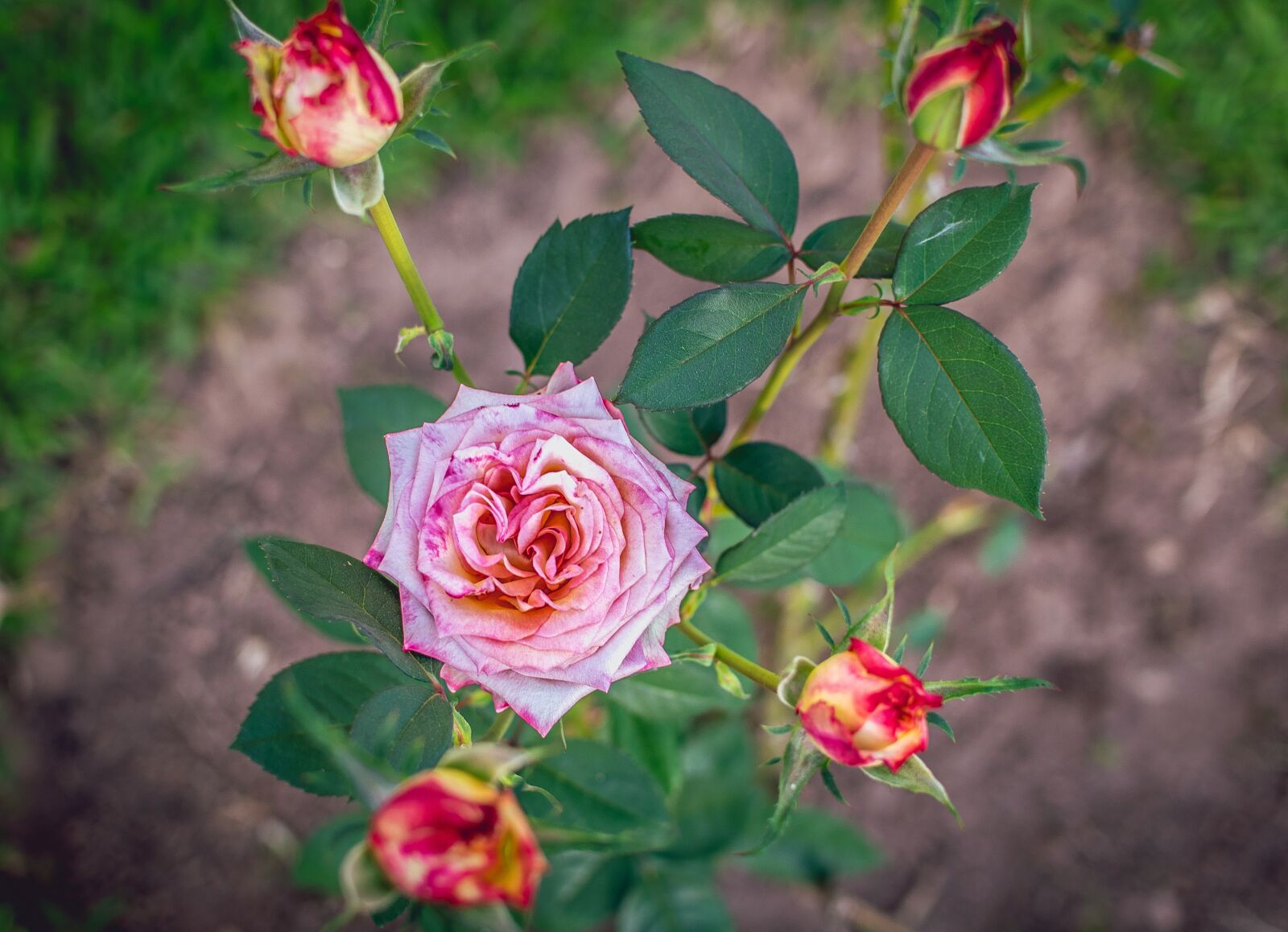 Nikon D3300 sample photo. Rosa, no person, brazil photography