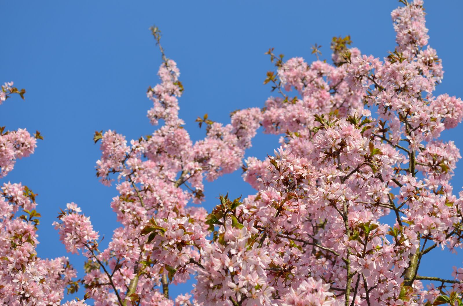 Nikon D5100 sample photo. Spring, flowers photography