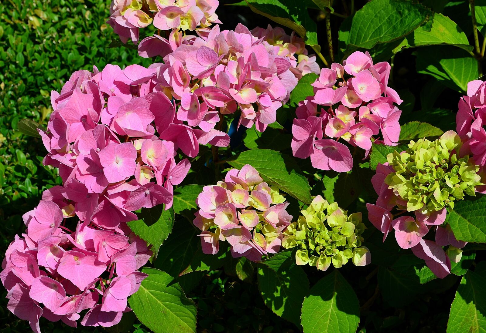 Nikon D5100 sample photo. Hydrangeas, flower garden, hydrangea photography