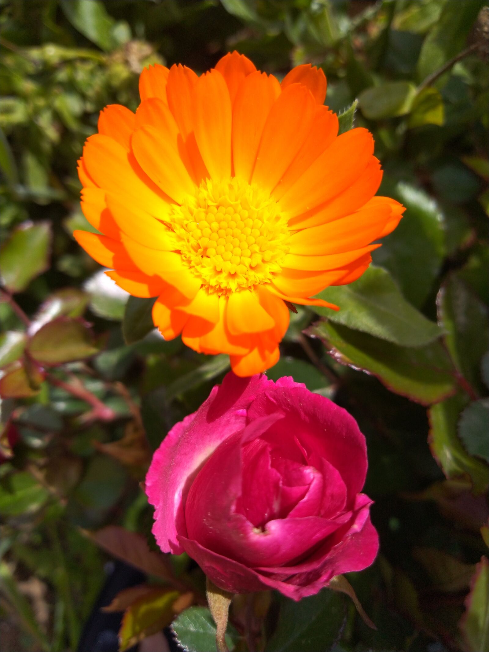 ASUS ZenFone Max Pro M1 (ZB602KL) (WW) / Max Pro M1 (ZB601KL) (IN) sample photo. Orange, pink, flower photography