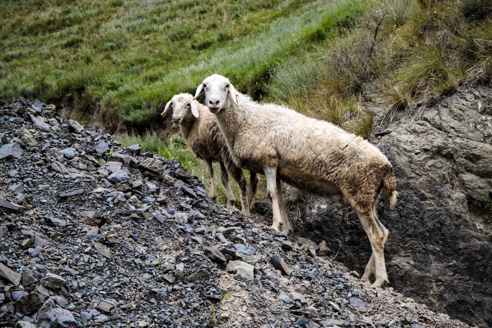 Canon EOS 6D Mark II sample photo. Sheep, livestock, stone photography