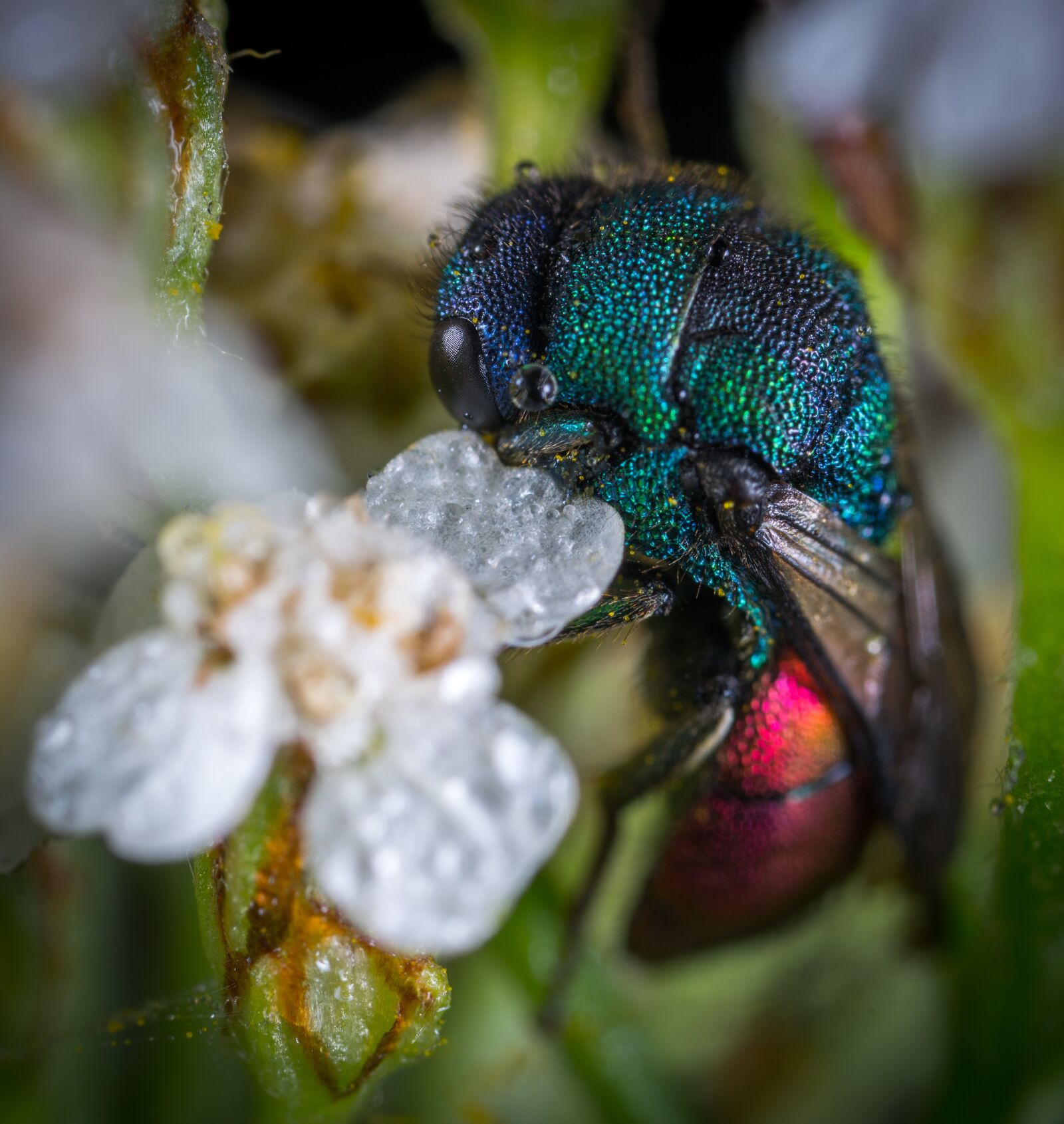 #124 65/2.8 sample photo. Insect, nature, outdoors photography