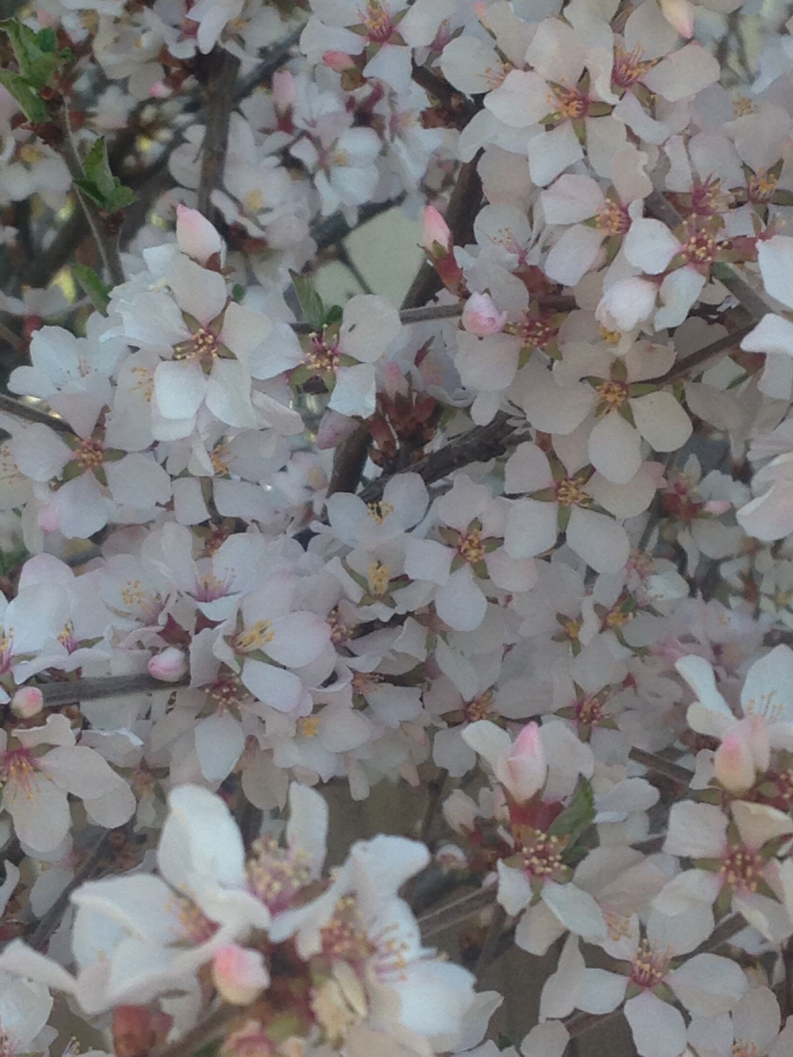 iPhone 5c back camera 4.12mm f/2.4 sample photo. Flowers, lilacs, spring, white photography